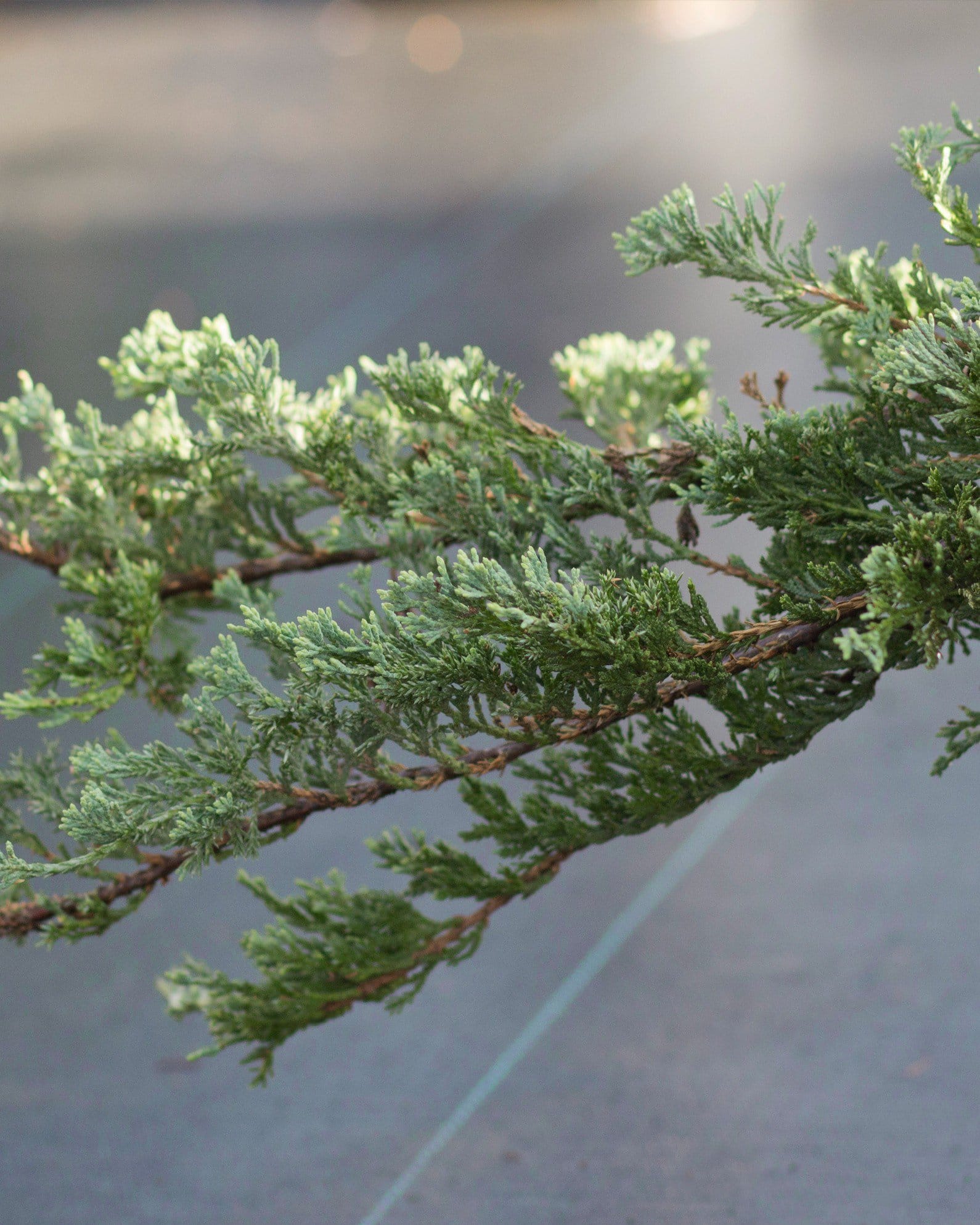 Blue Rug Juniper - view 4
