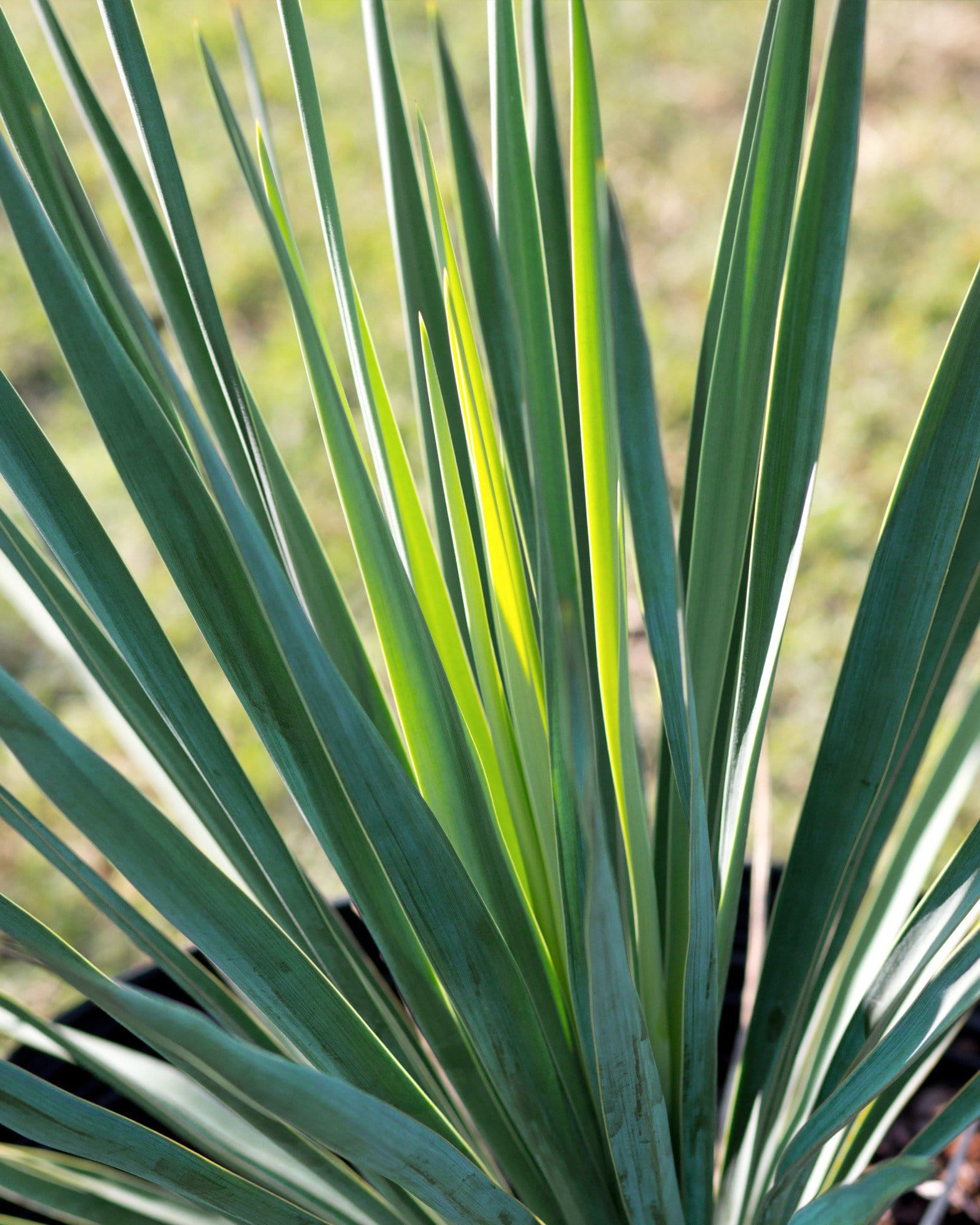 Blue Sentry Yucca - view 2