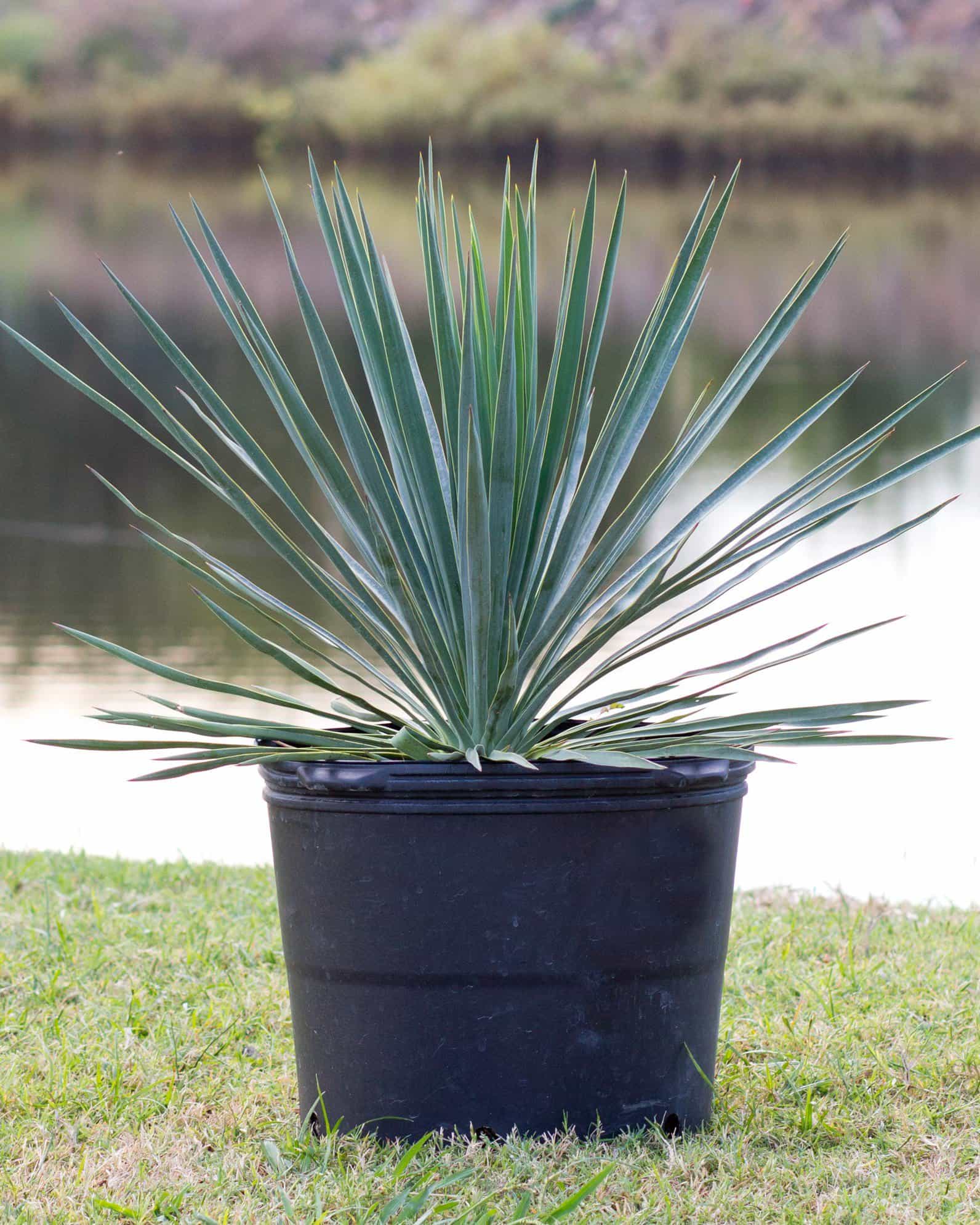 Blue Sentry Yucca - view 4
