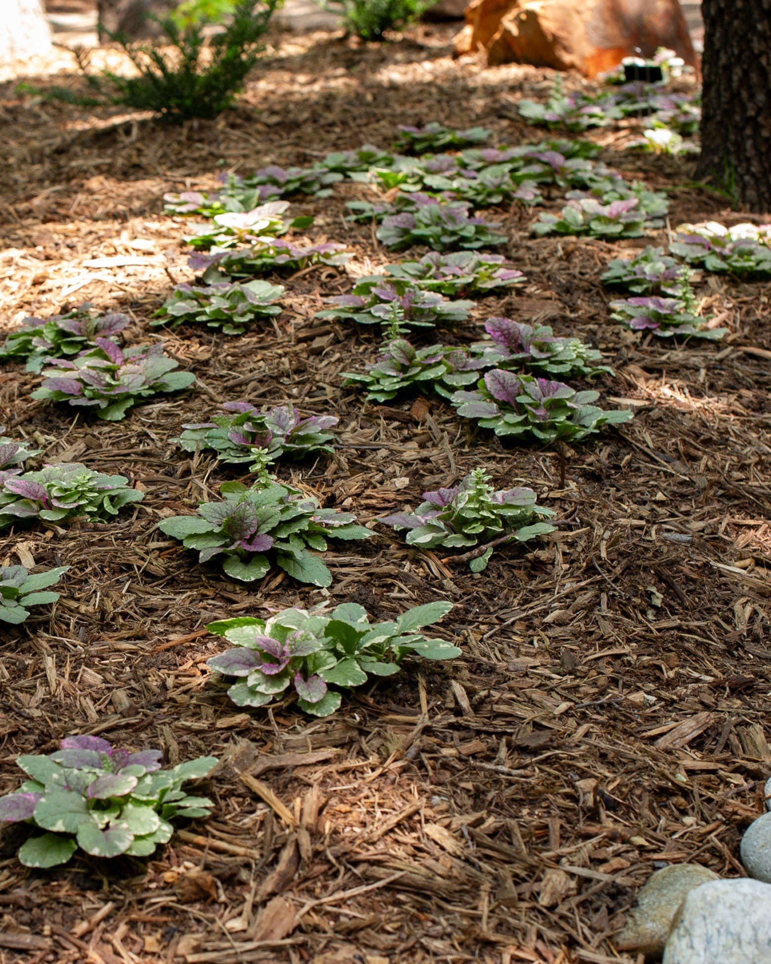Burgundy Glow Ajuga - view 2