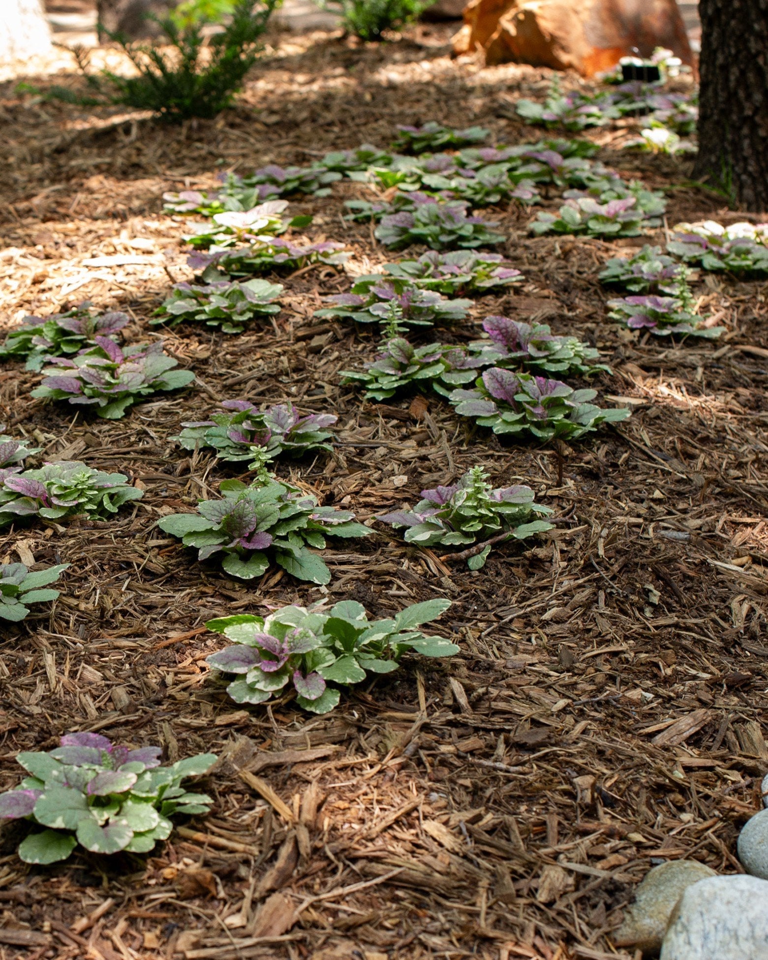 Burgundy Glow Ajuga - Image 1