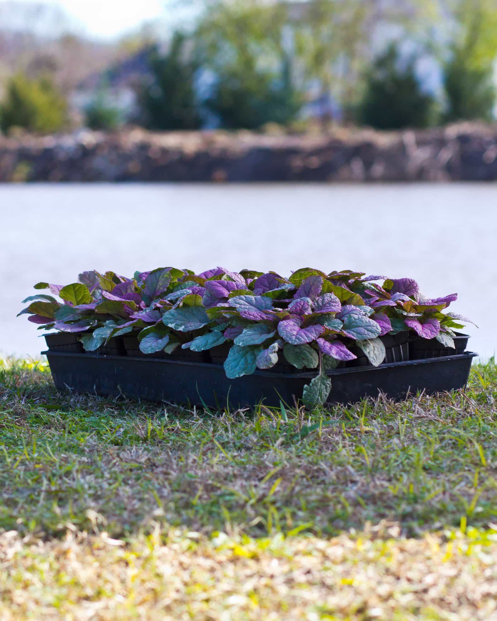 Burgundy Glow Ajuga - view 3