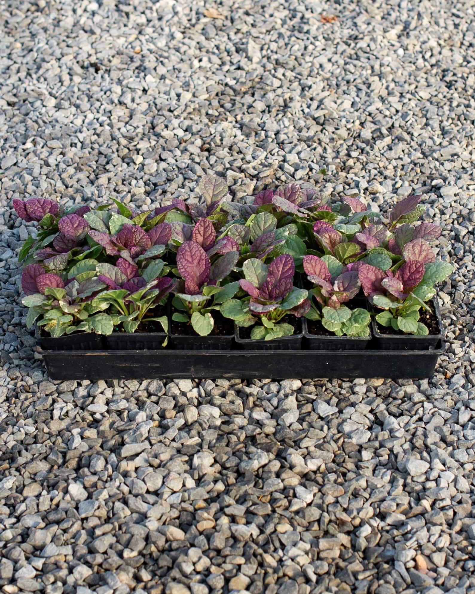 Burgundy Glow Ajuga - view 4
