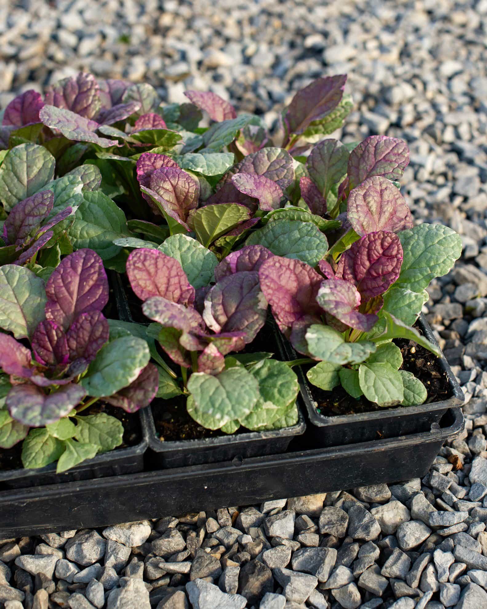 Burgundy Glow Ajuga - view 5