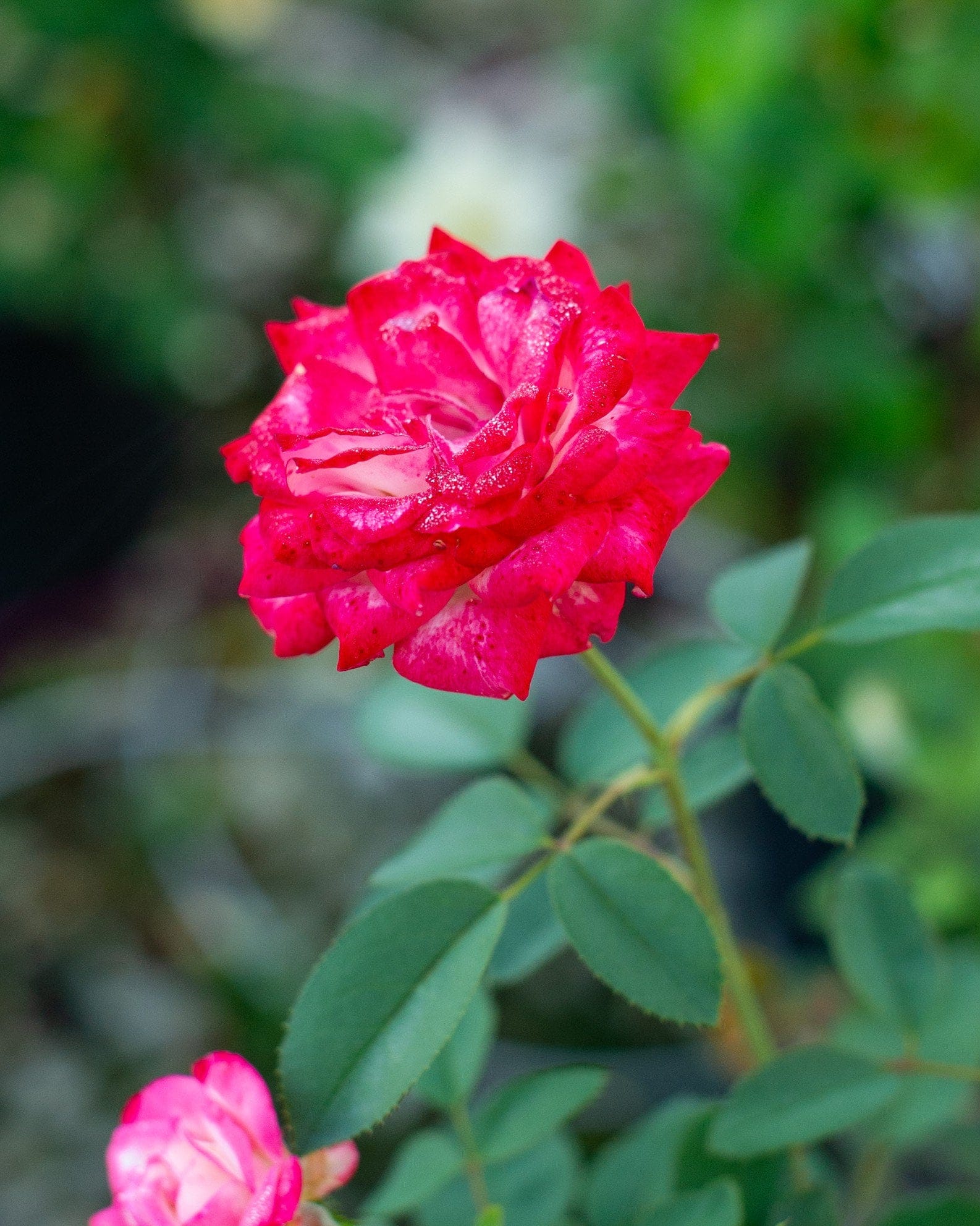Candy Cane Cocktail Rose - view 5