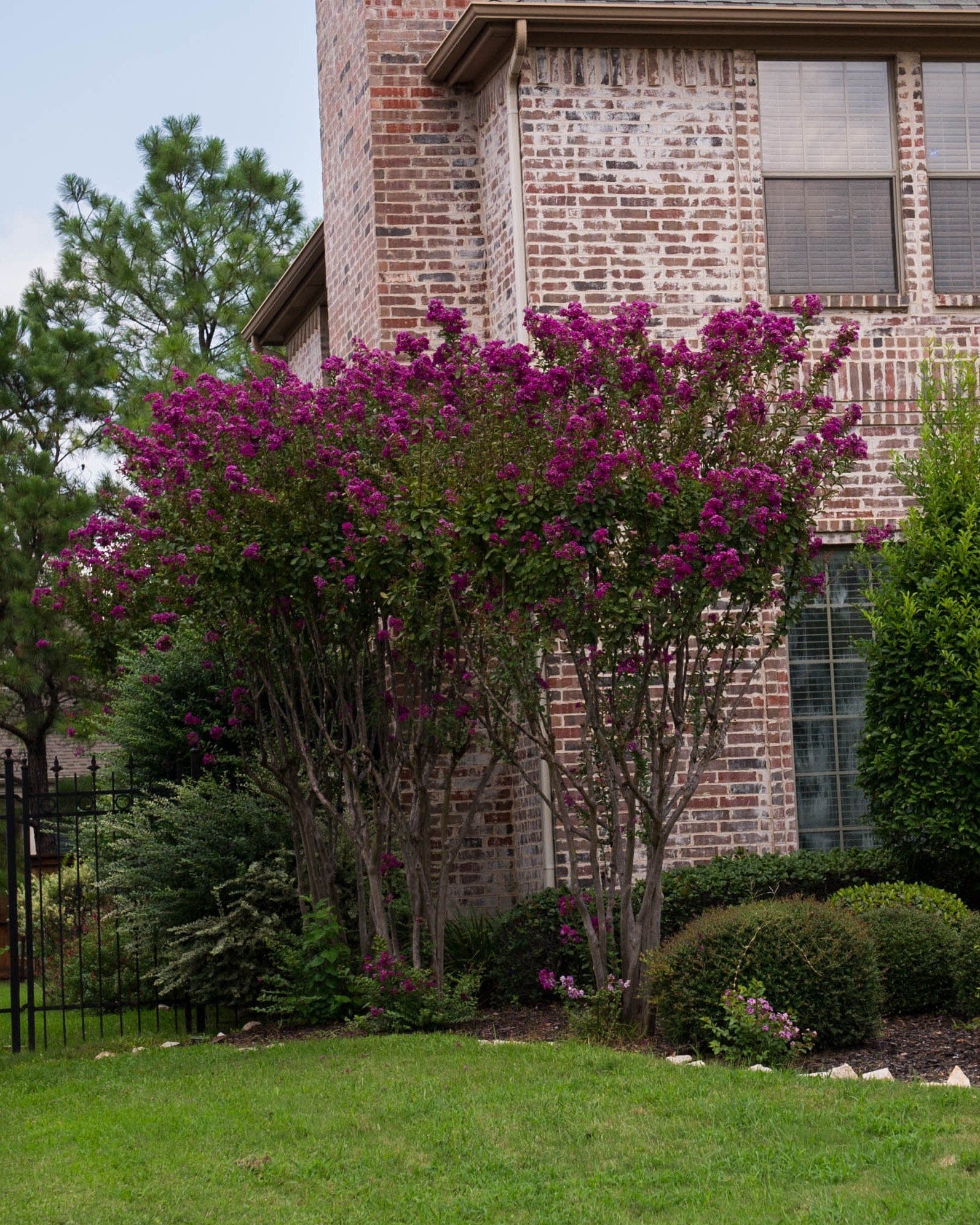 Catawba Crape Myrtle - view 2