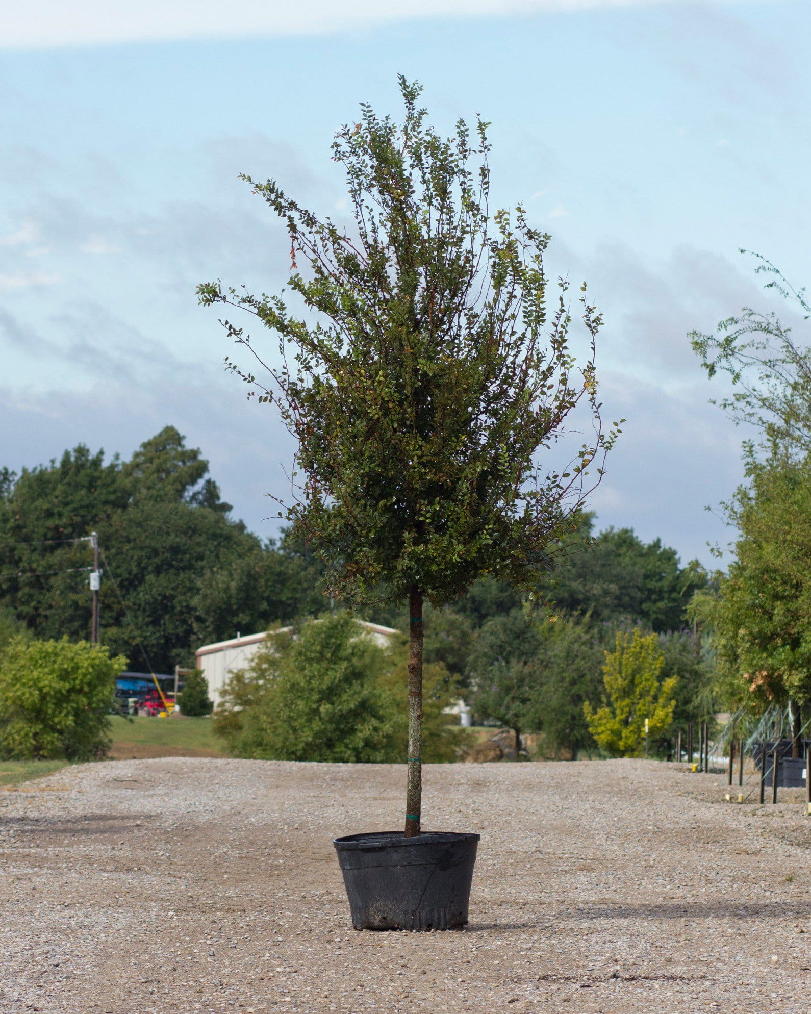 Cedar Elm Pioneer
