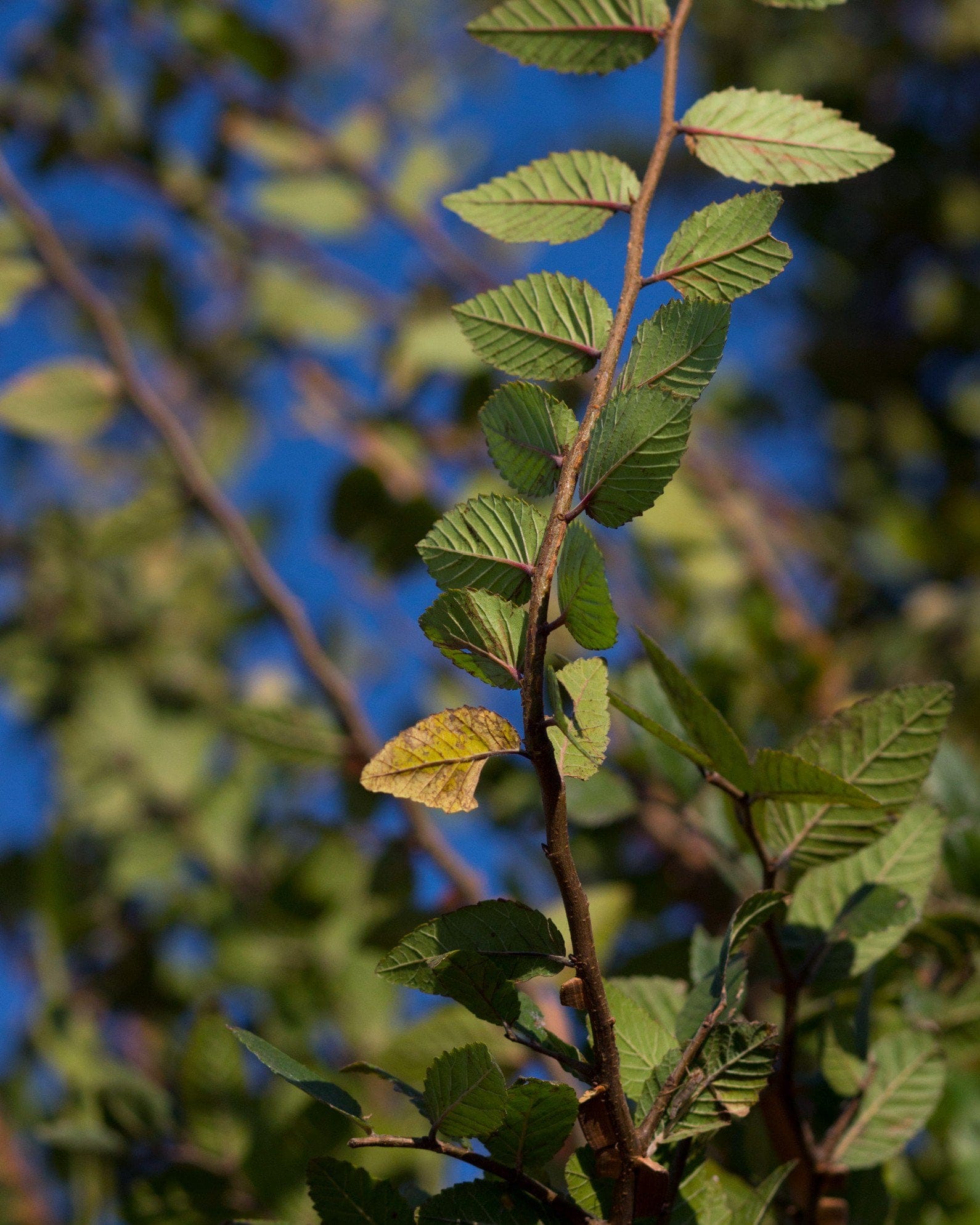 Cedar Elm Pioneer - view 2