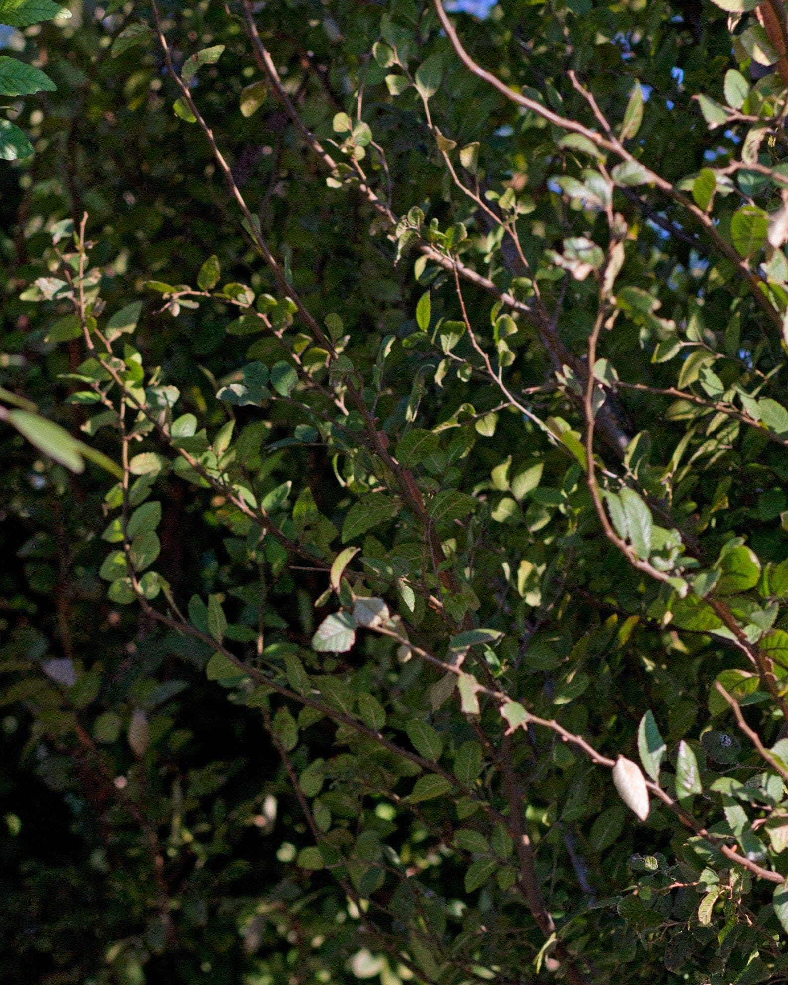 Cedar Elm Pioneer - view 4