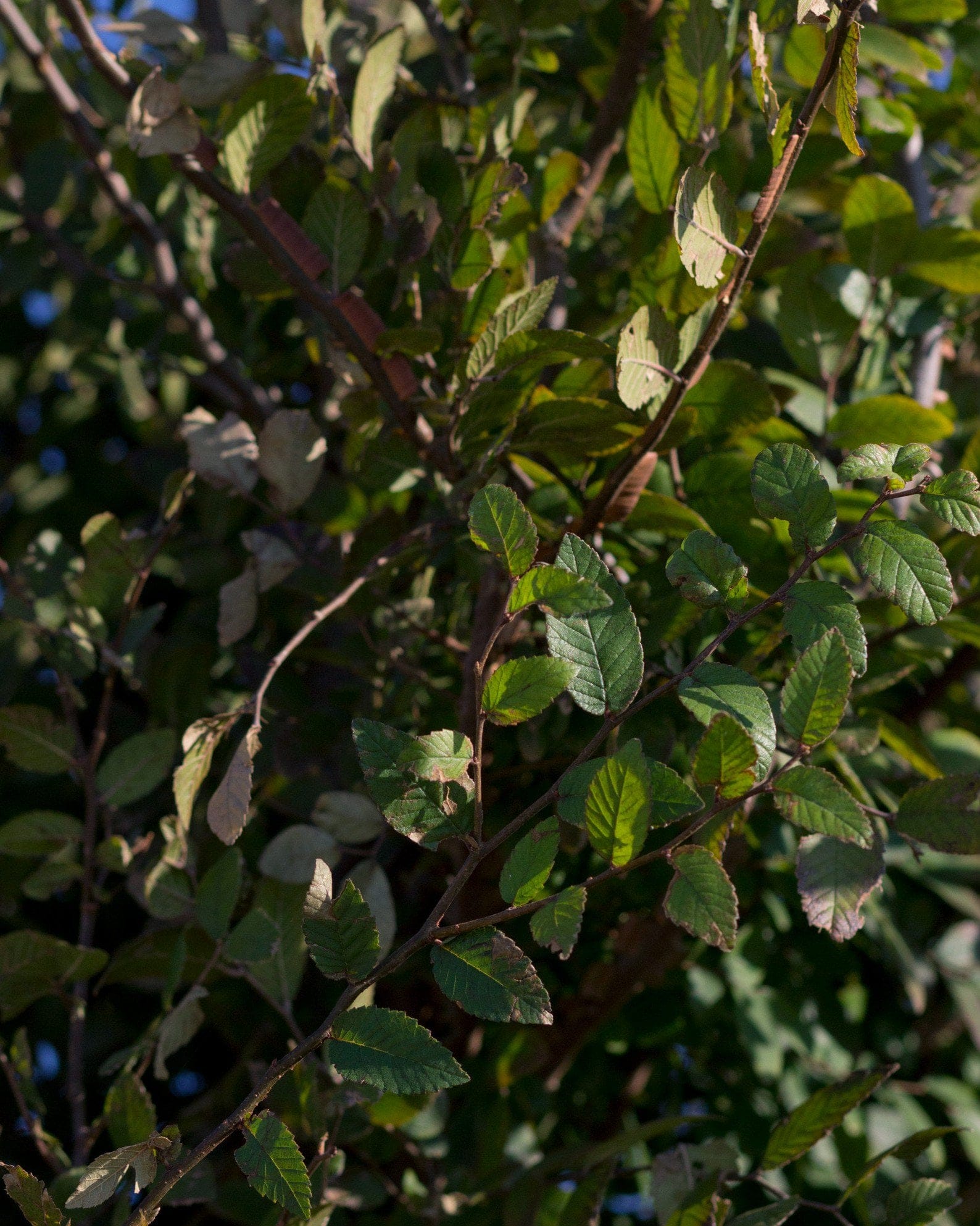 Cedar Elm Pioneer - view 5