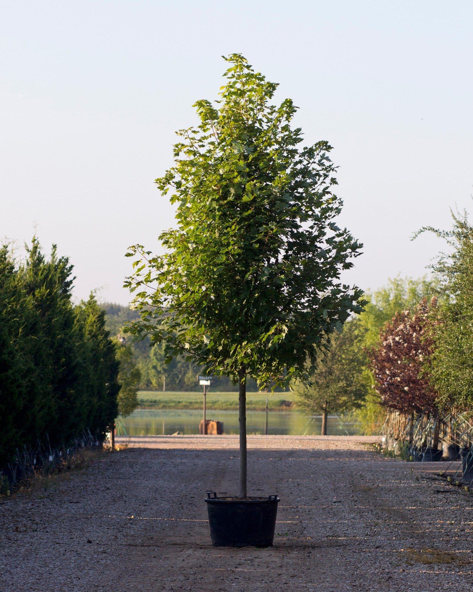 Celebration Maple