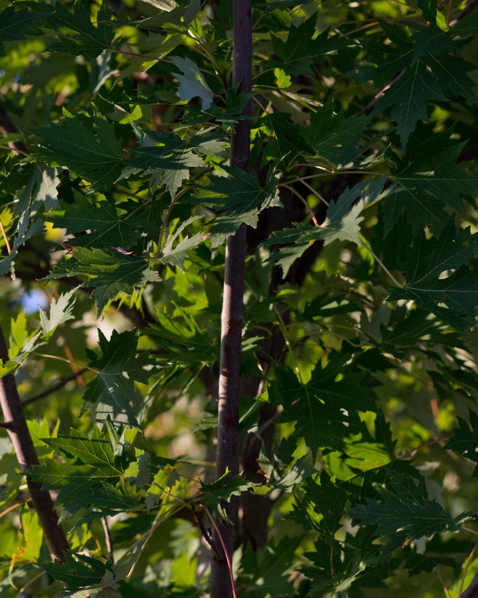 Celebration Maple - view 5