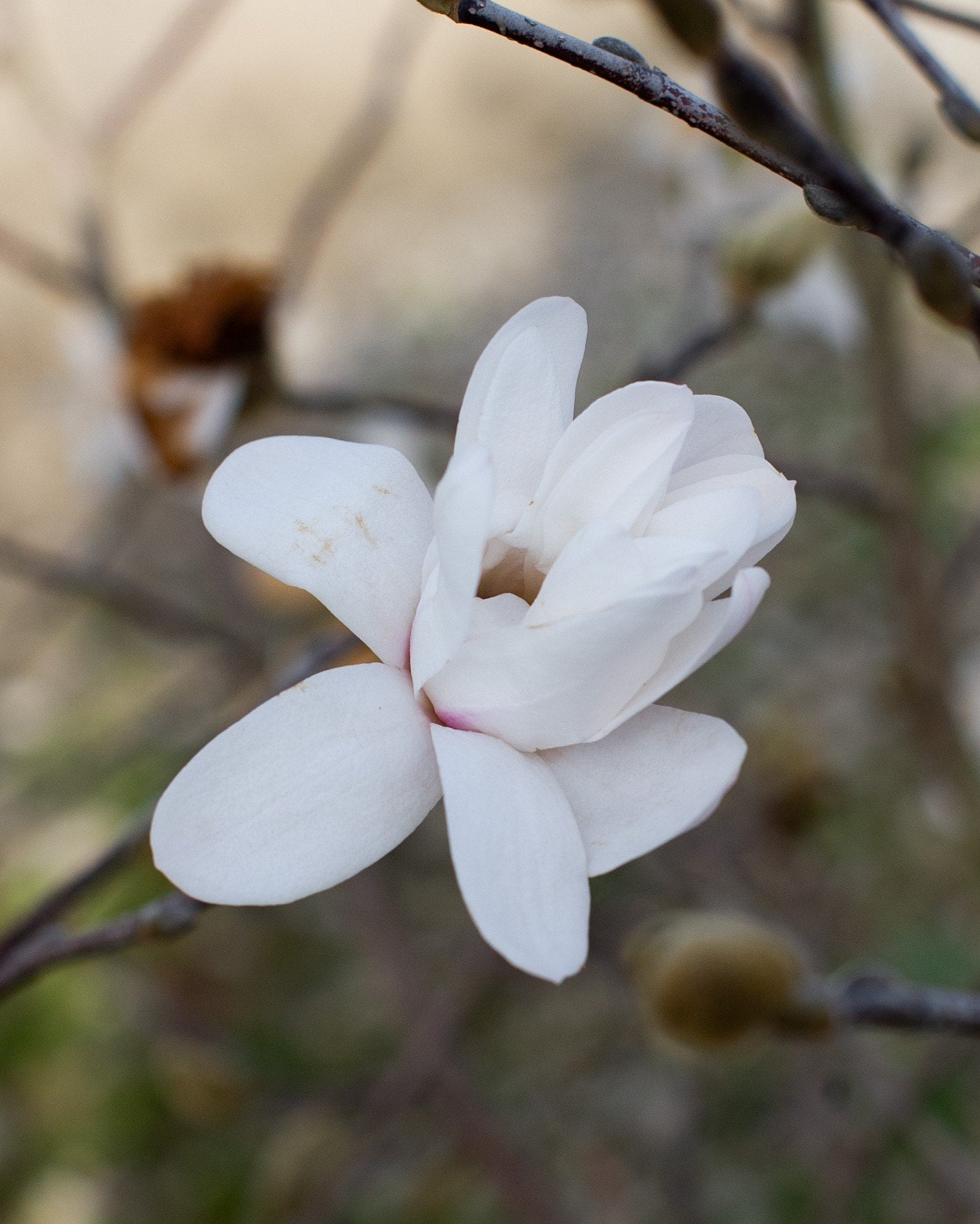 Centennial Blush Star Magnolia - Image 1