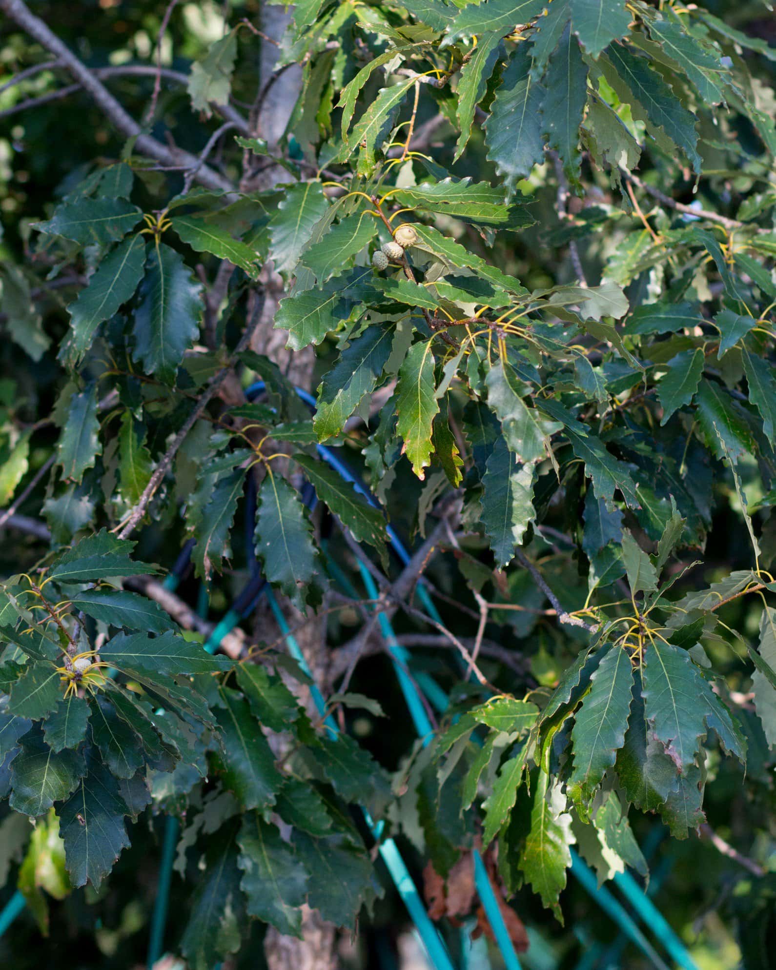 Chinquapin Oak - Image 6