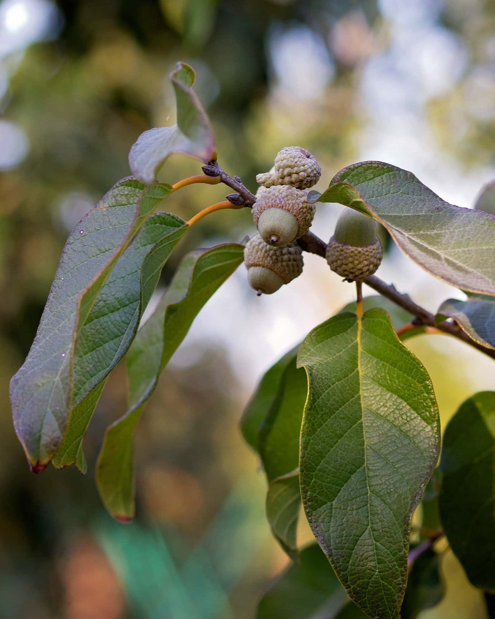 Chinquapin Oak - Image 7