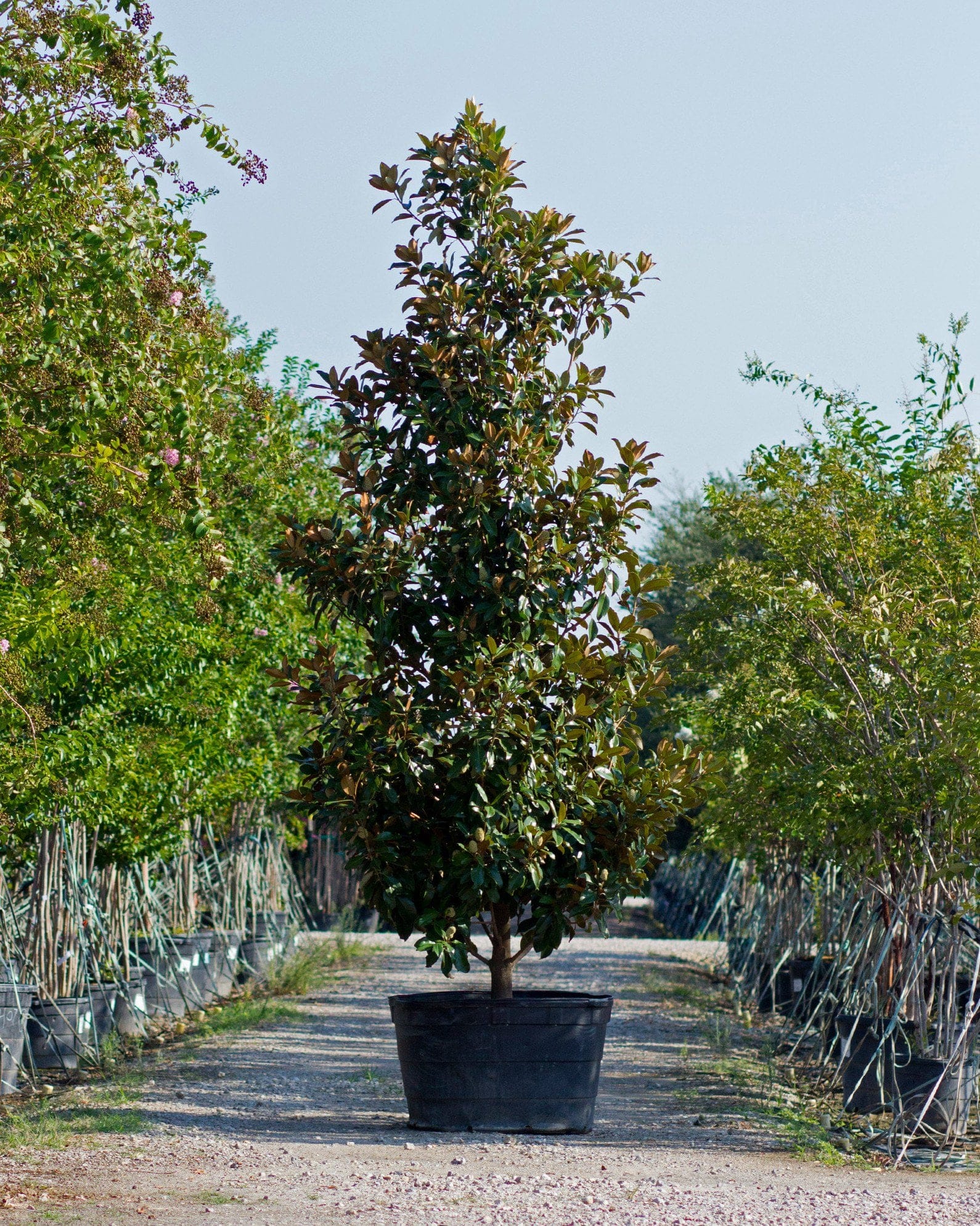Claudia Wannamaker Magnolia - view 3