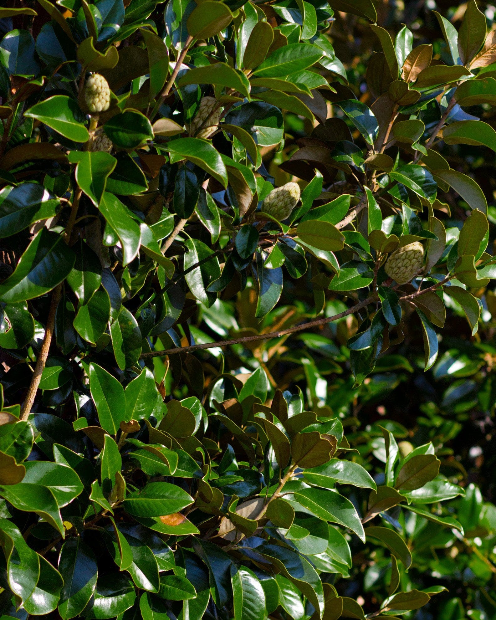 Claudia Wannamaker Magnolia - view 4
