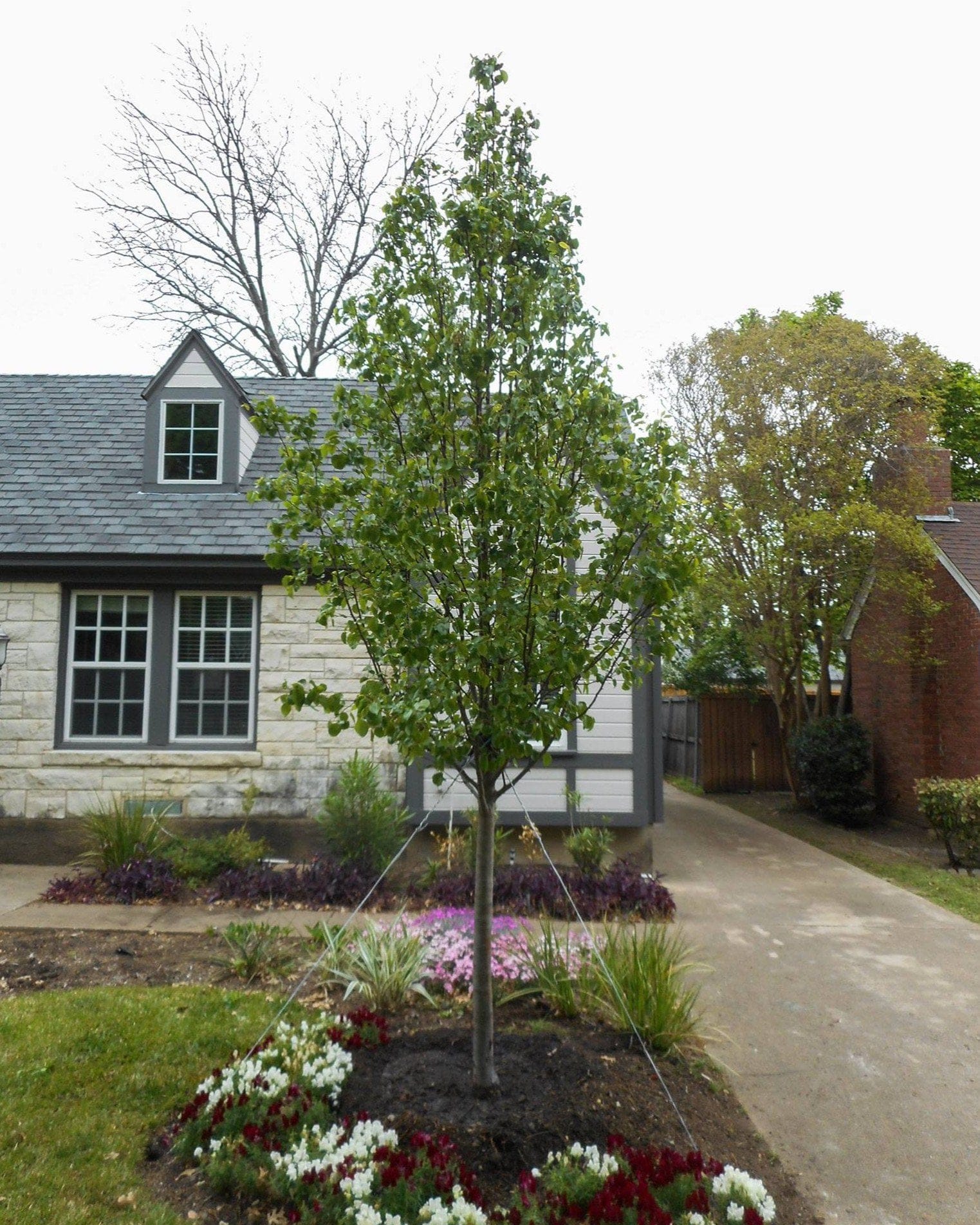 Cleveland Select Pear - view 4