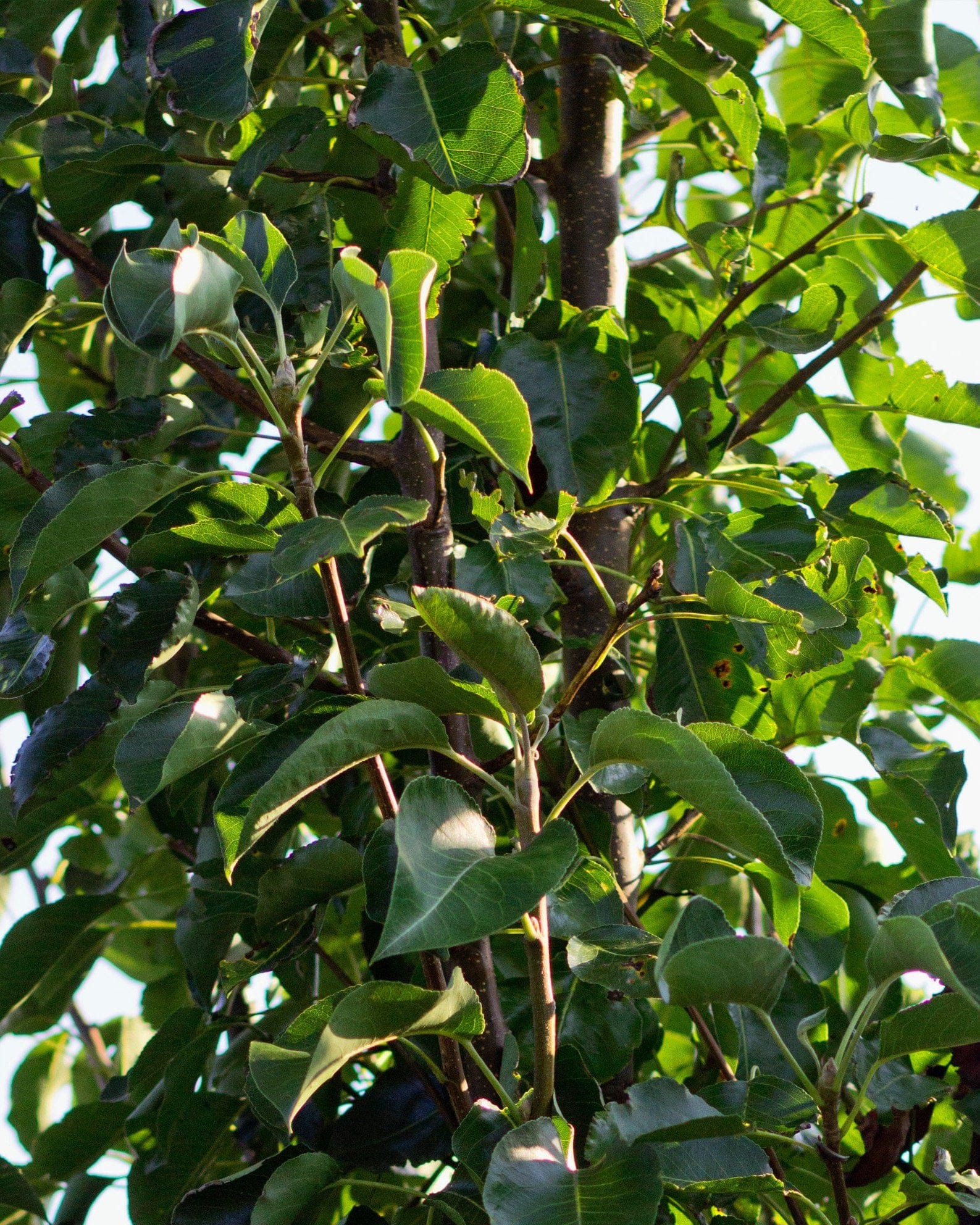 Cleveland Select Pear - view 5