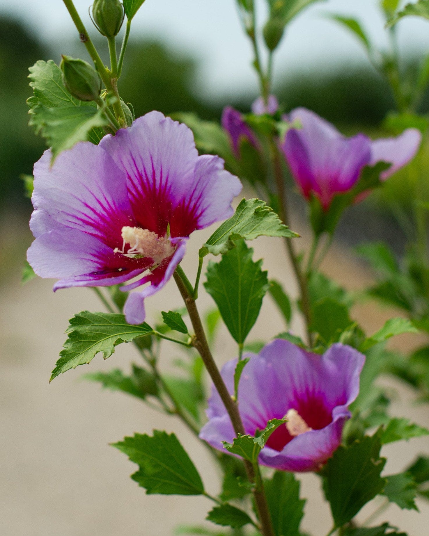 Purple Pillar Althea Tree Form