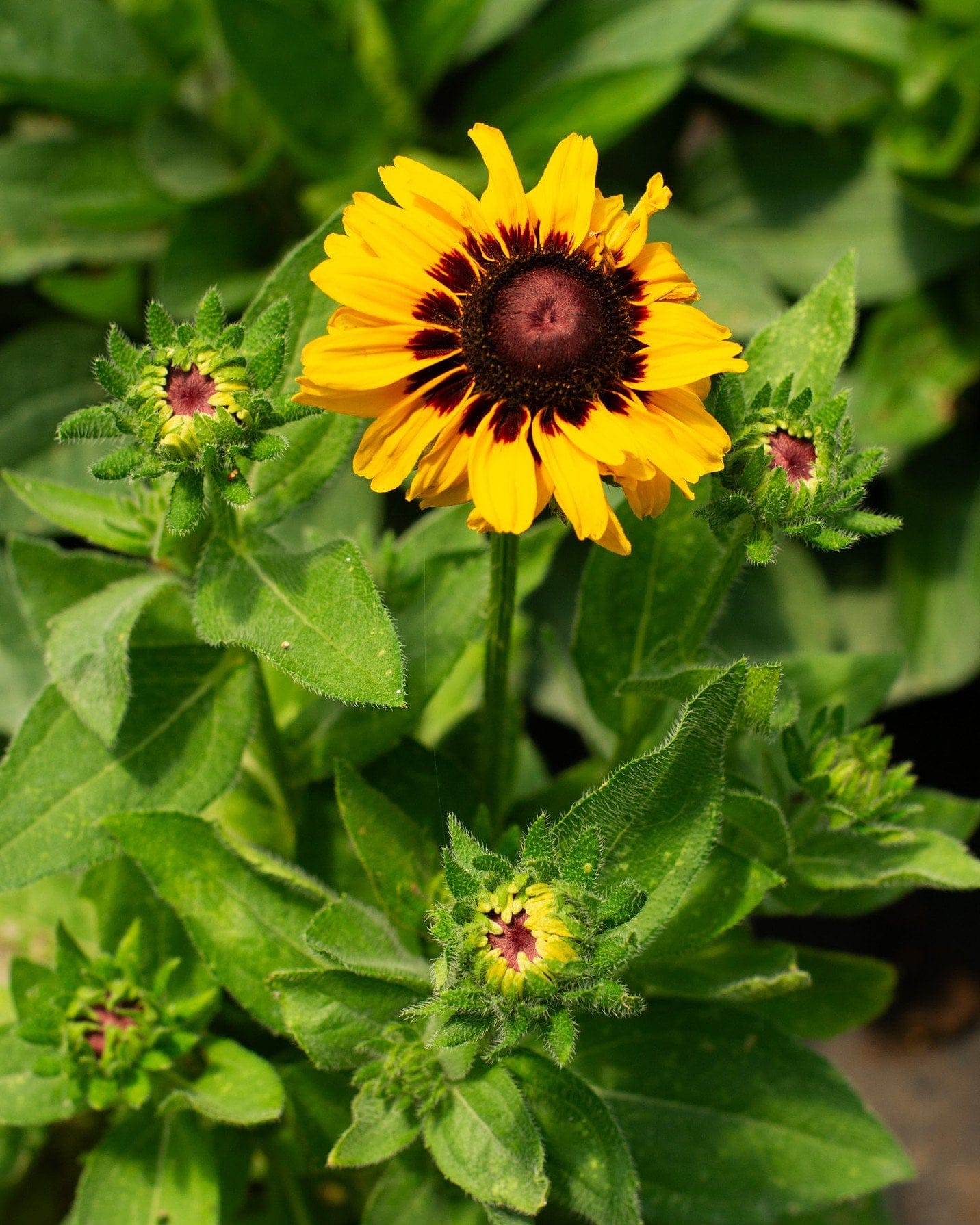 Black-eyed Susan Rudbeckia Denver Daisy