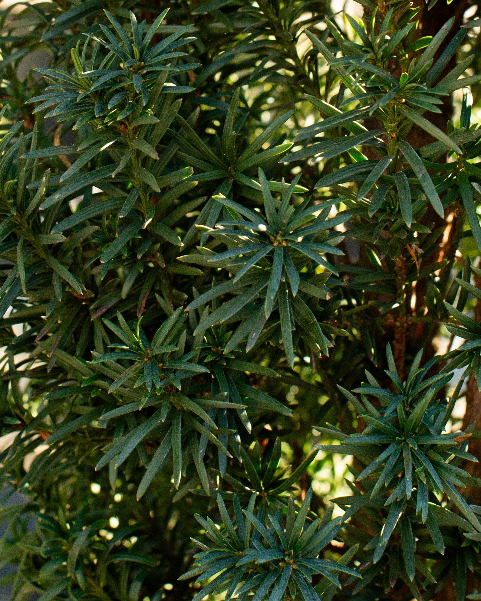 Irish Yew