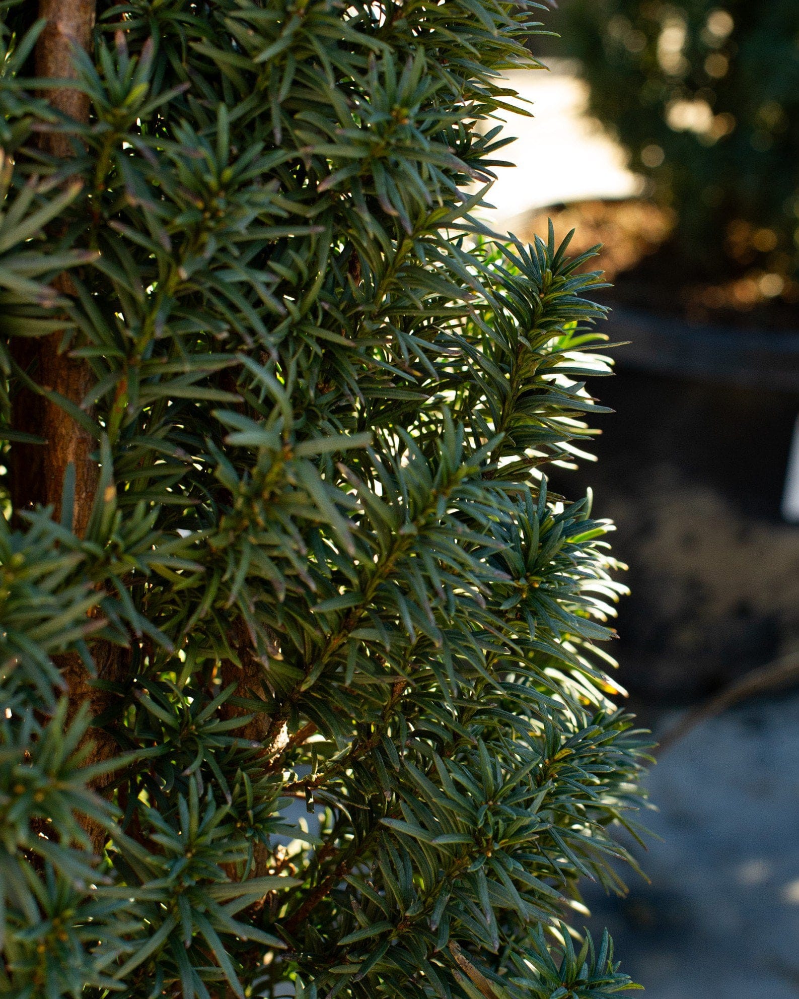 Irish Yew - view 2