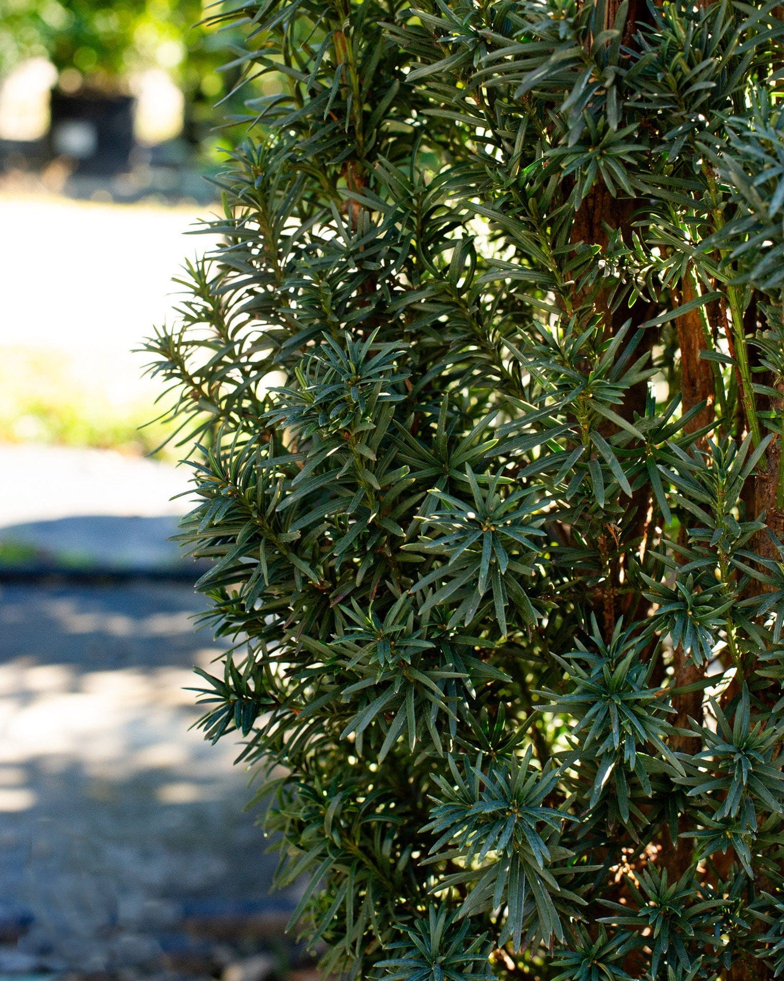 Irish Yew - view 3