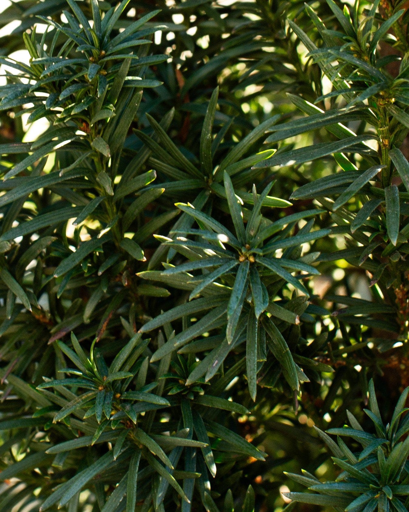 Irish Yew - view 4