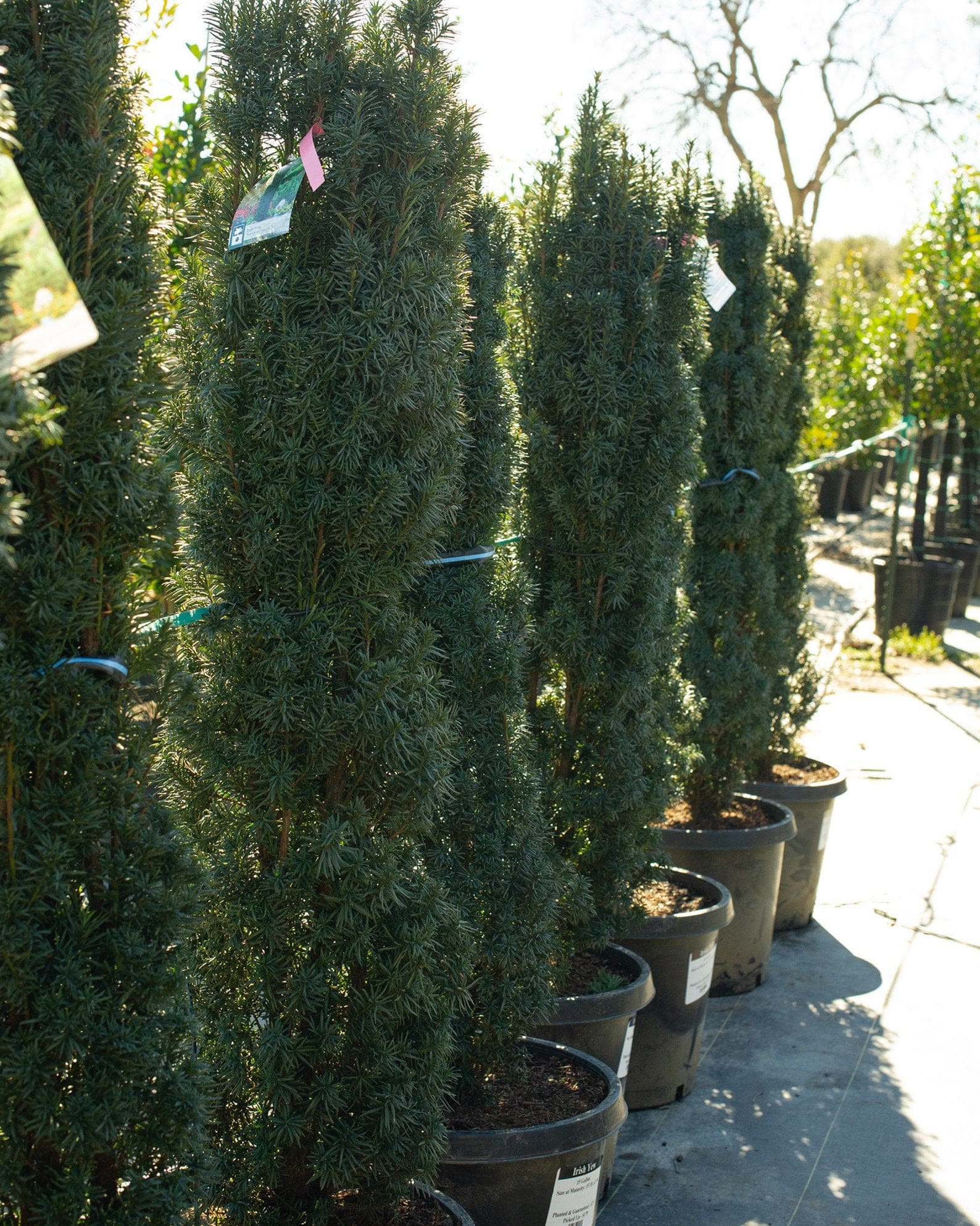 Irish Yew - view 5