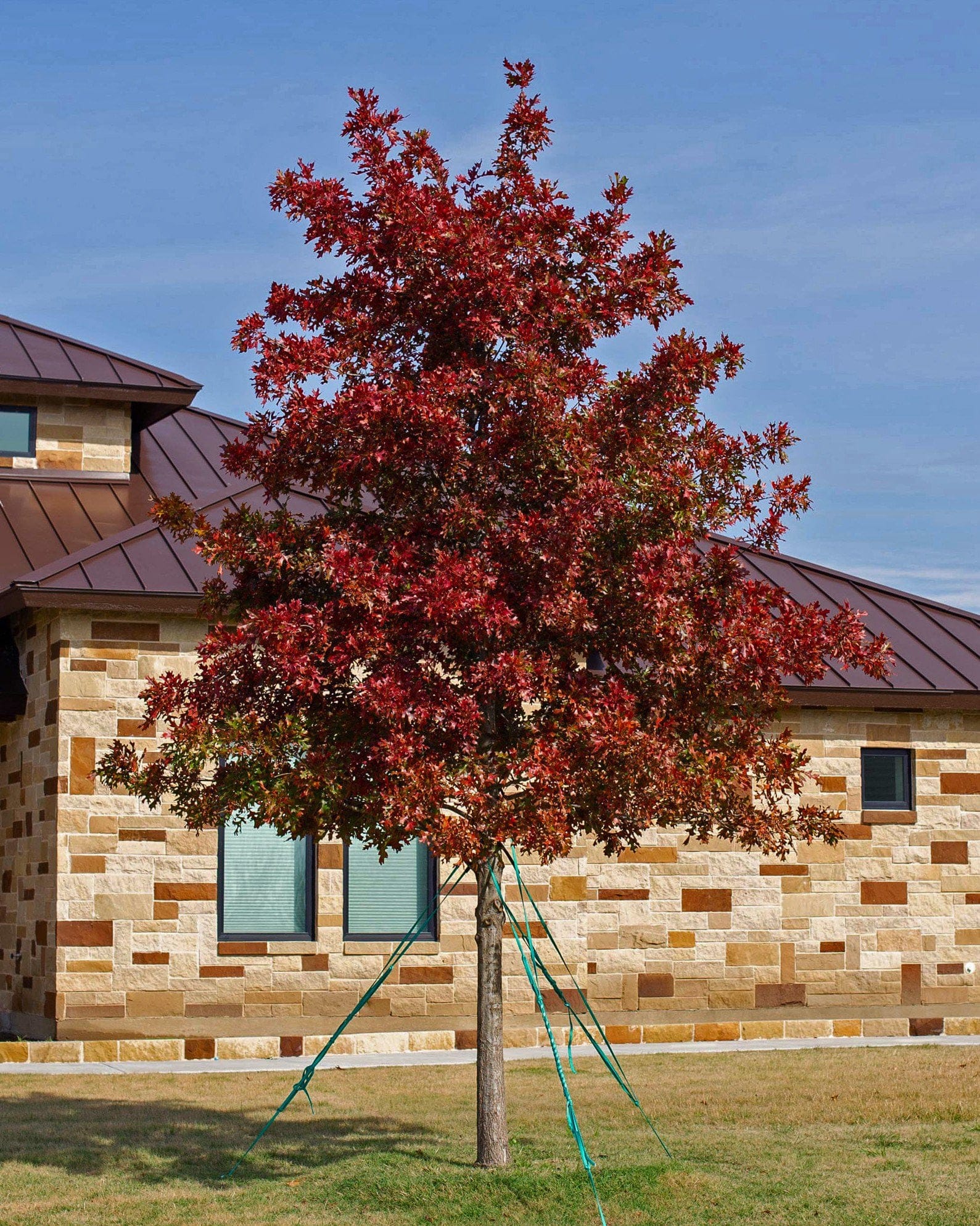 Shumard Red Oak - view 5