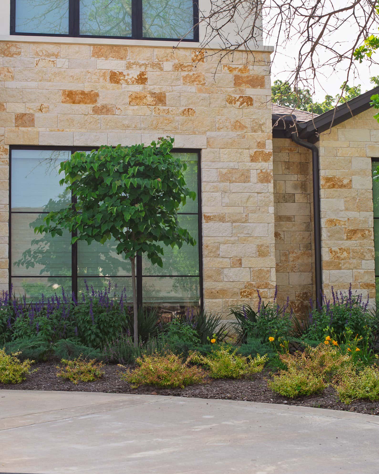 Kaleidoscope Abelia - Image 1