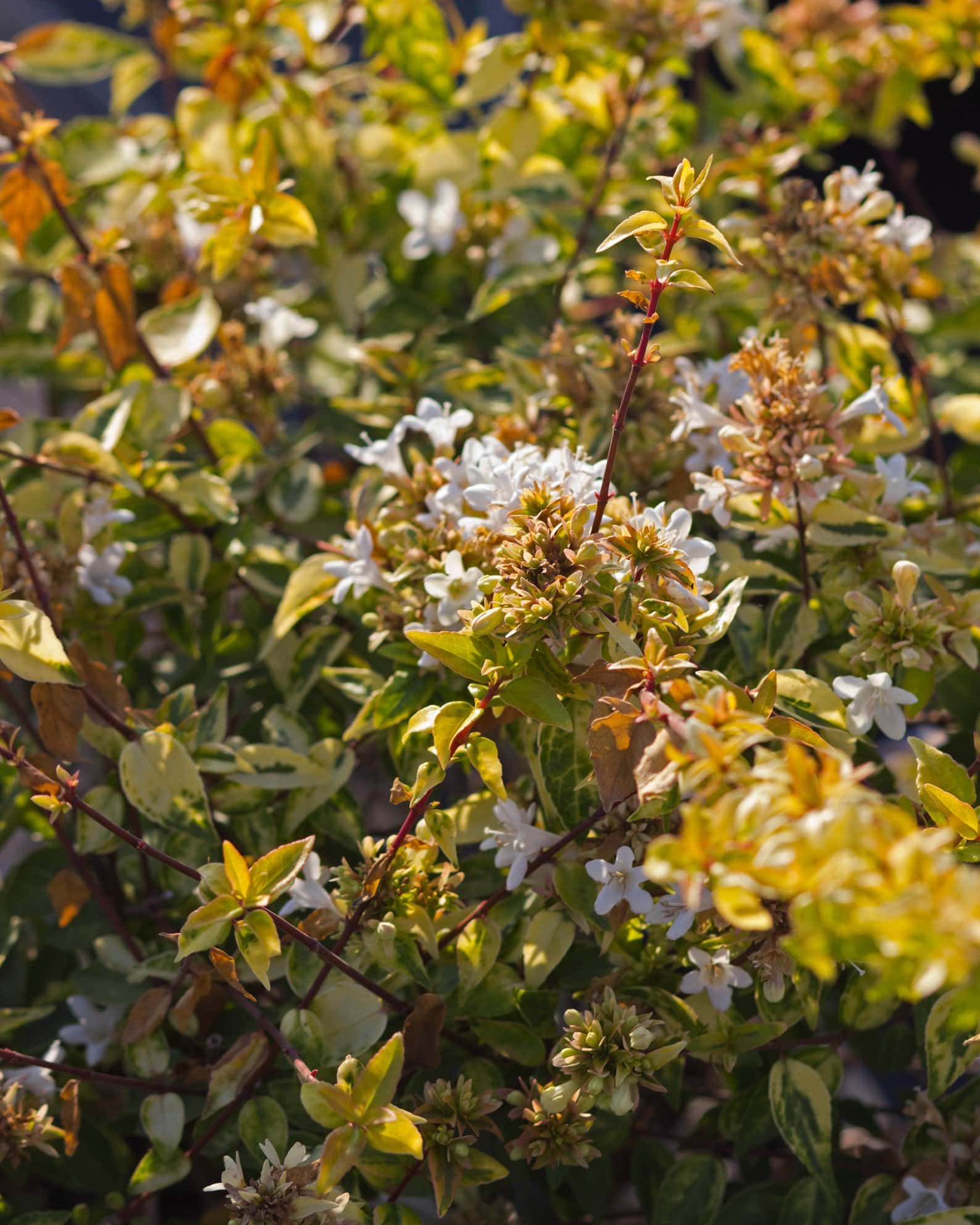 Kaleidoscope Abelia - Image 3