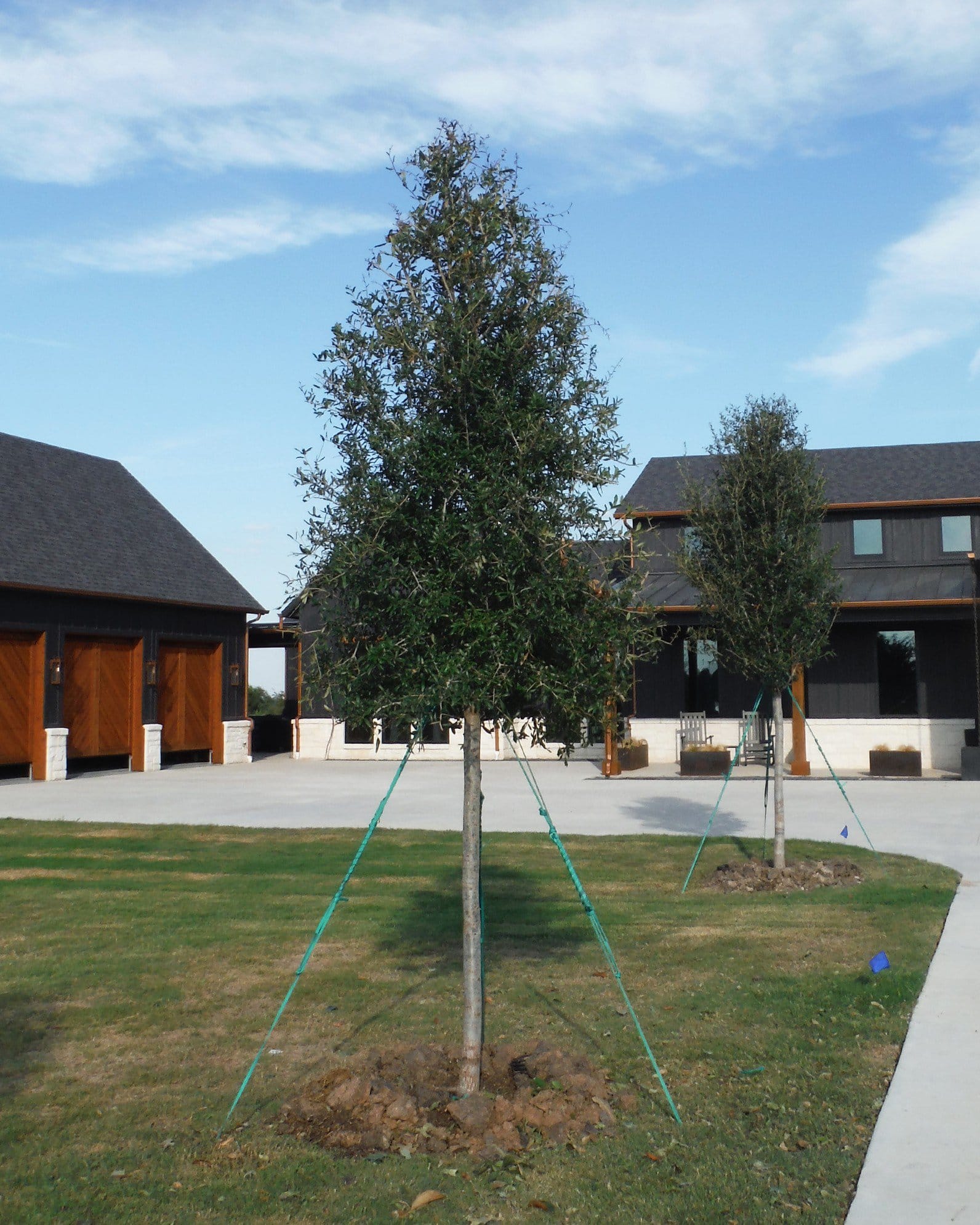 Live Oak - view 2