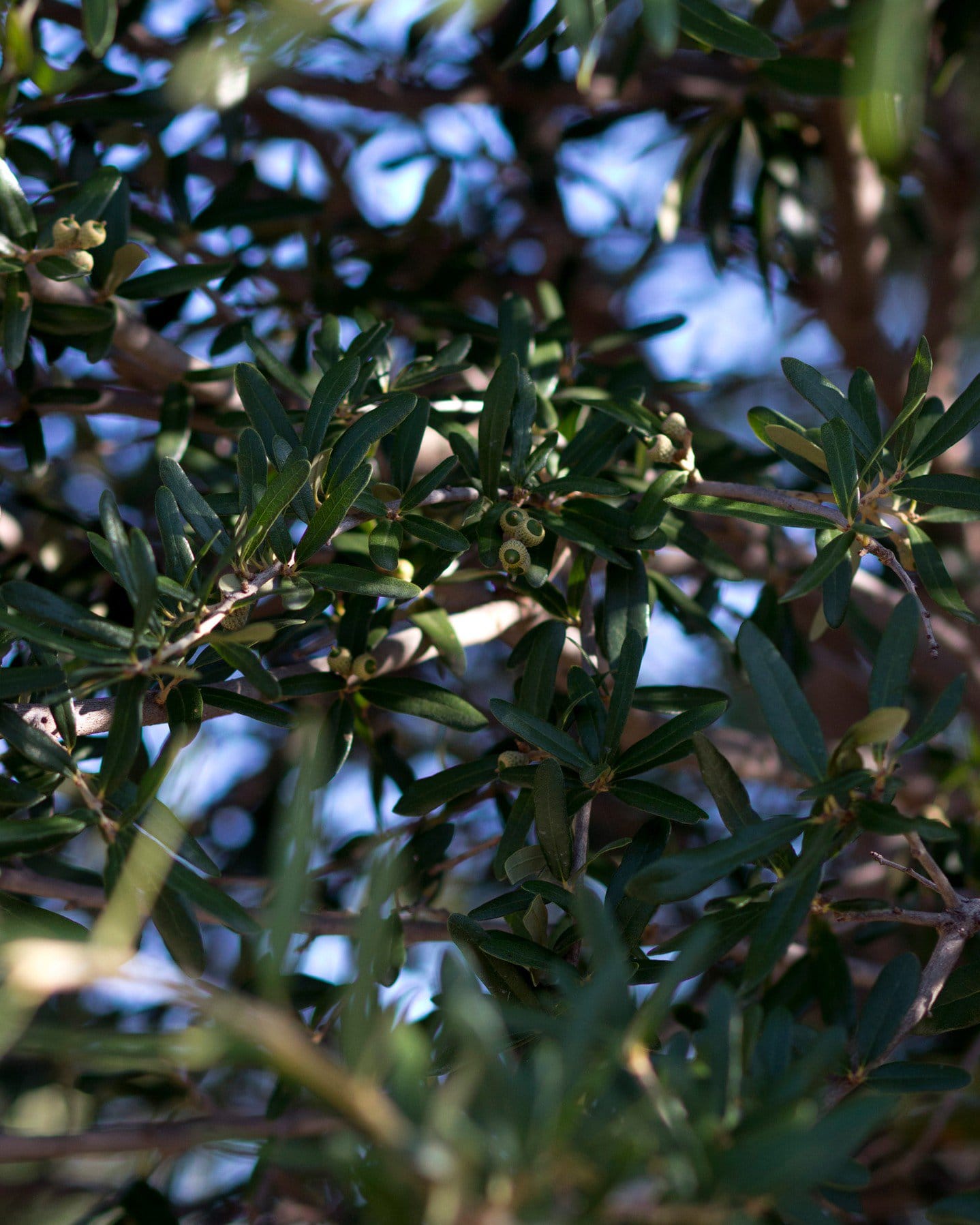 Live Oak - view 5