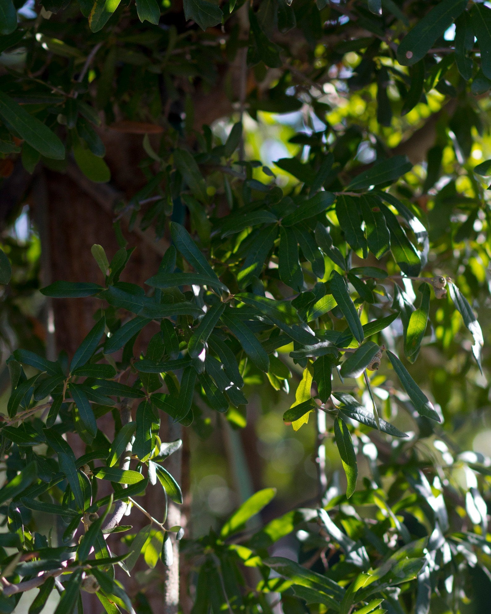 Live Oak - Image 1