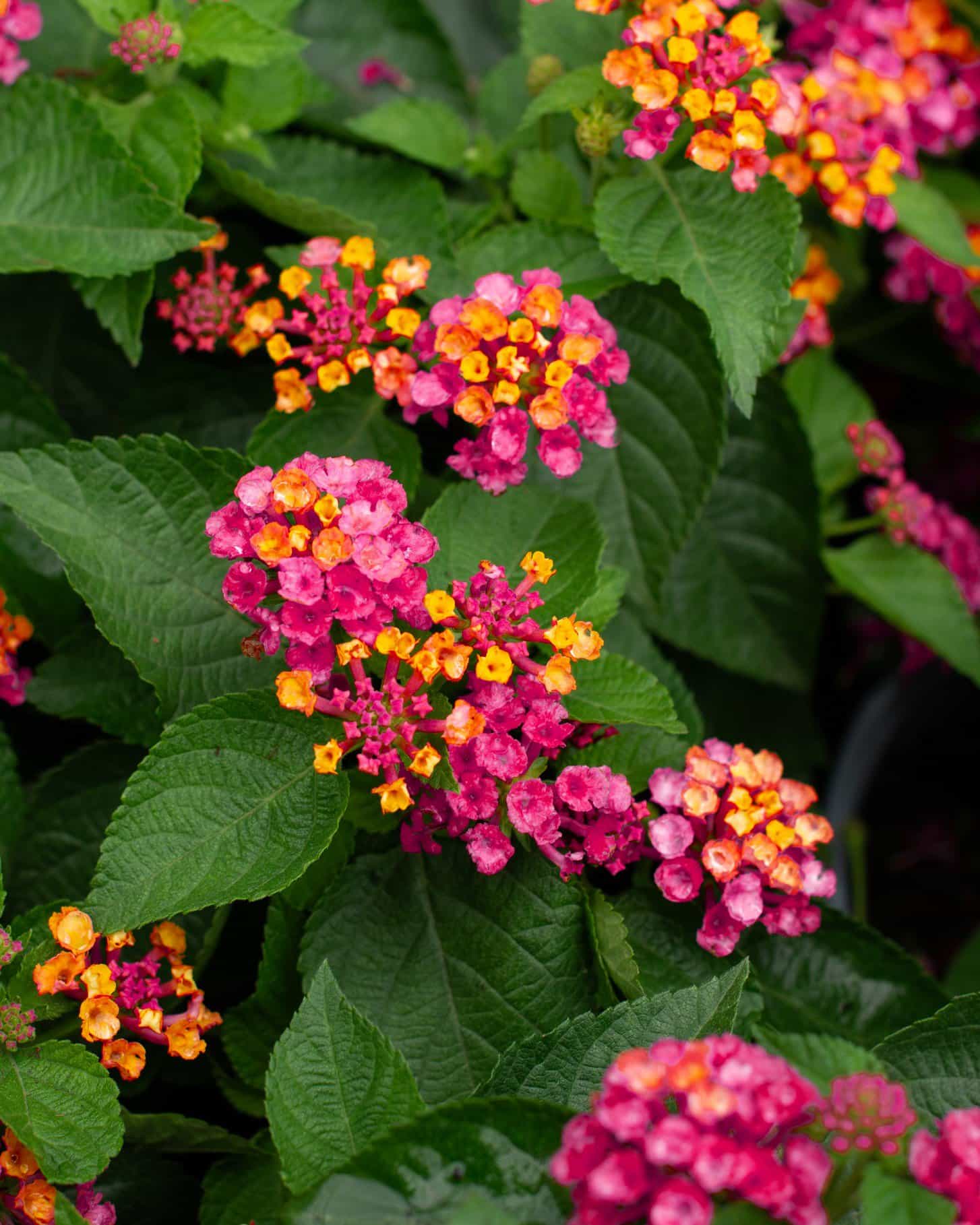 Bandana Cherry Sunrise Lantana - view 2