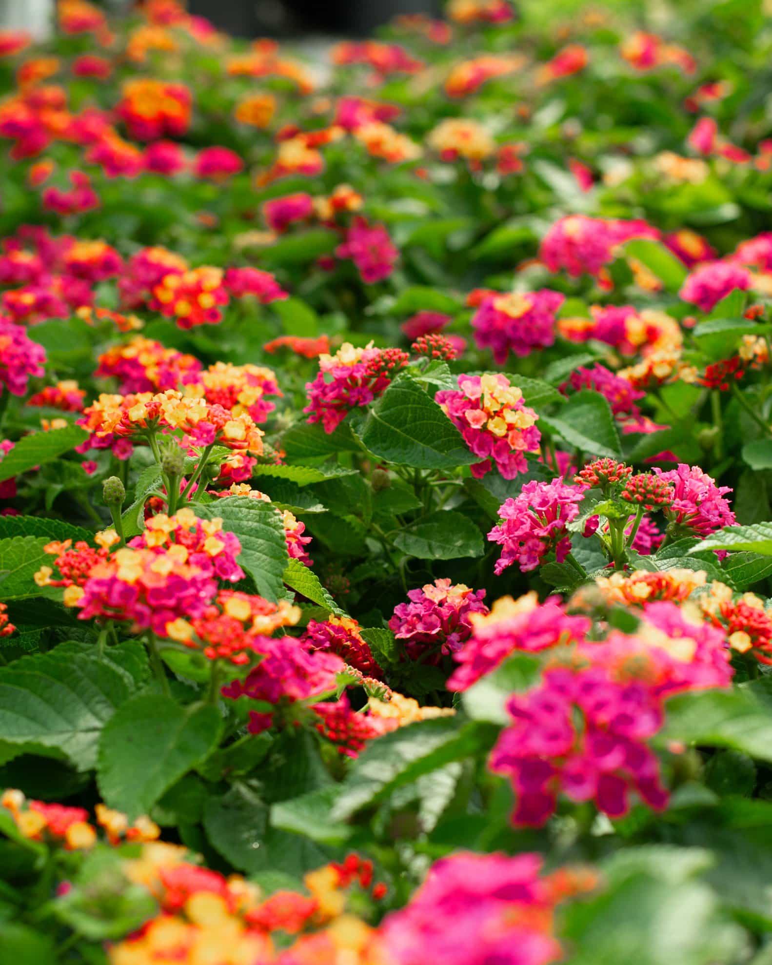 Bandana Cherry Sunrise Lantana - view 5