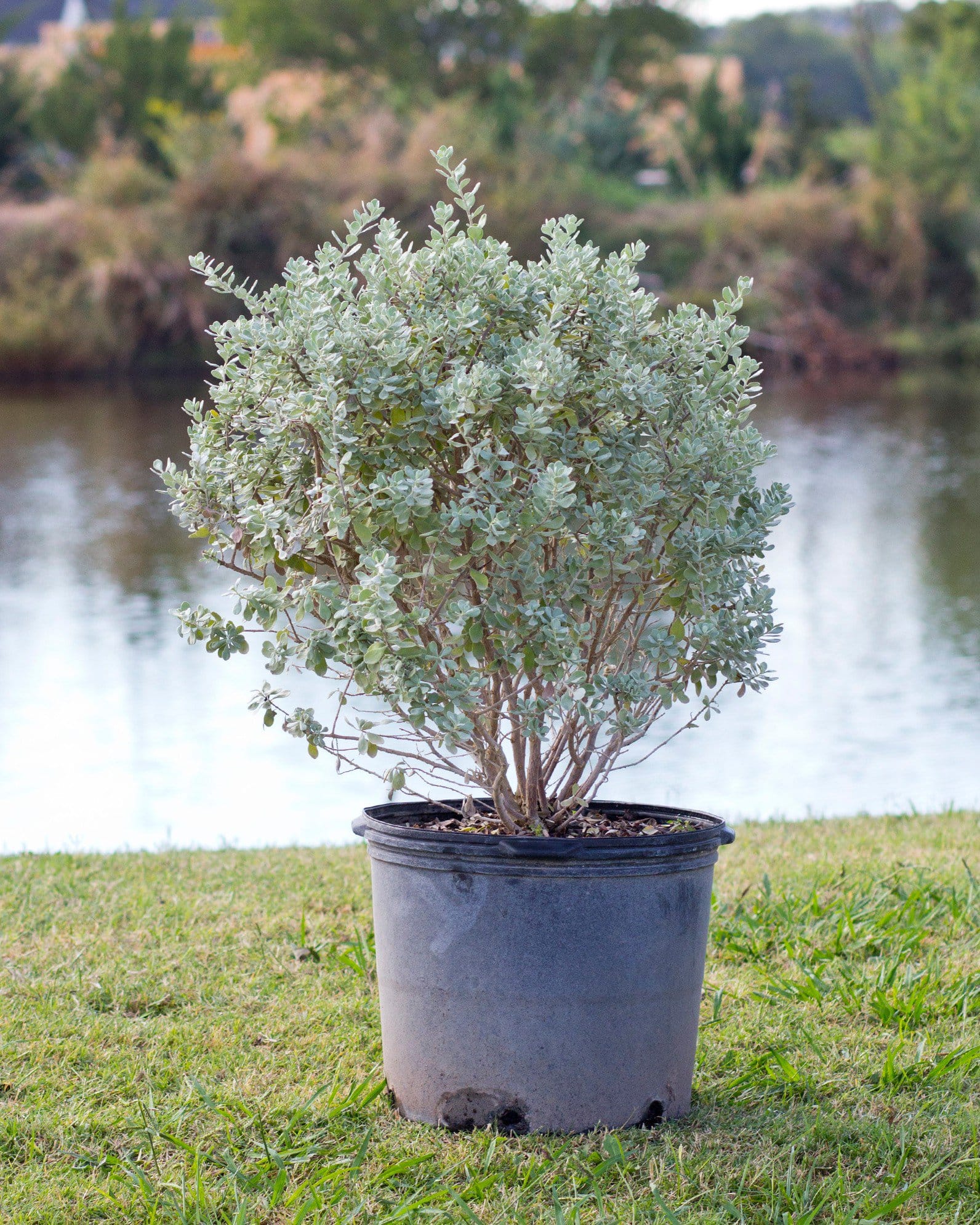 Compacta Texas Sage - view 2
