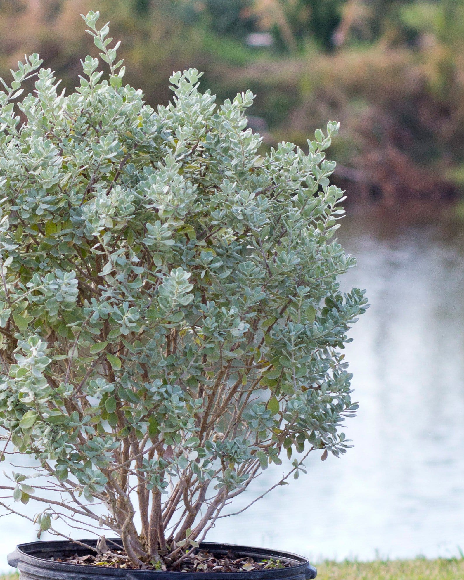 Compacta Texas Sage - view 3