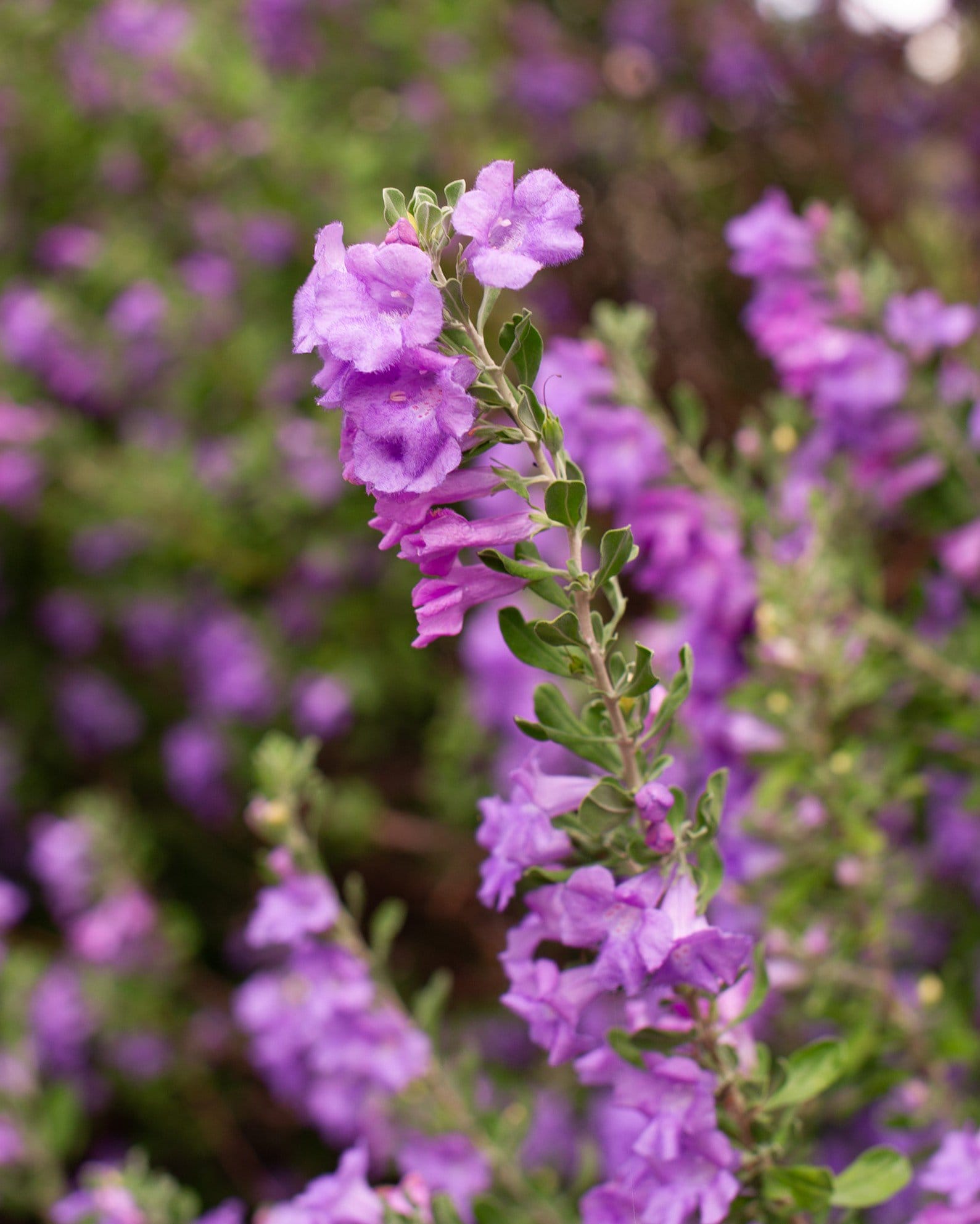 Compacta Texas Sage - view 5