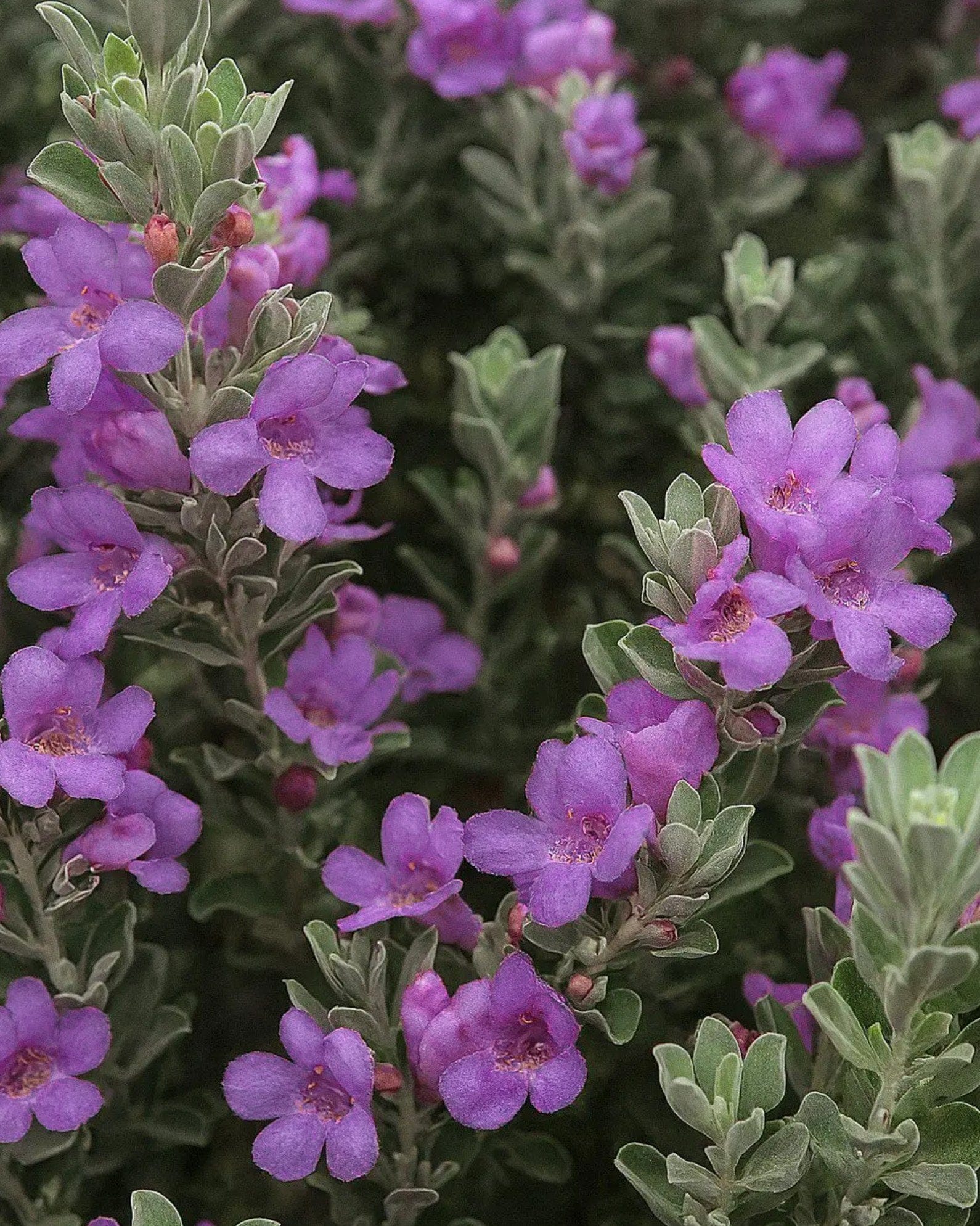 Compacta Texas Sage