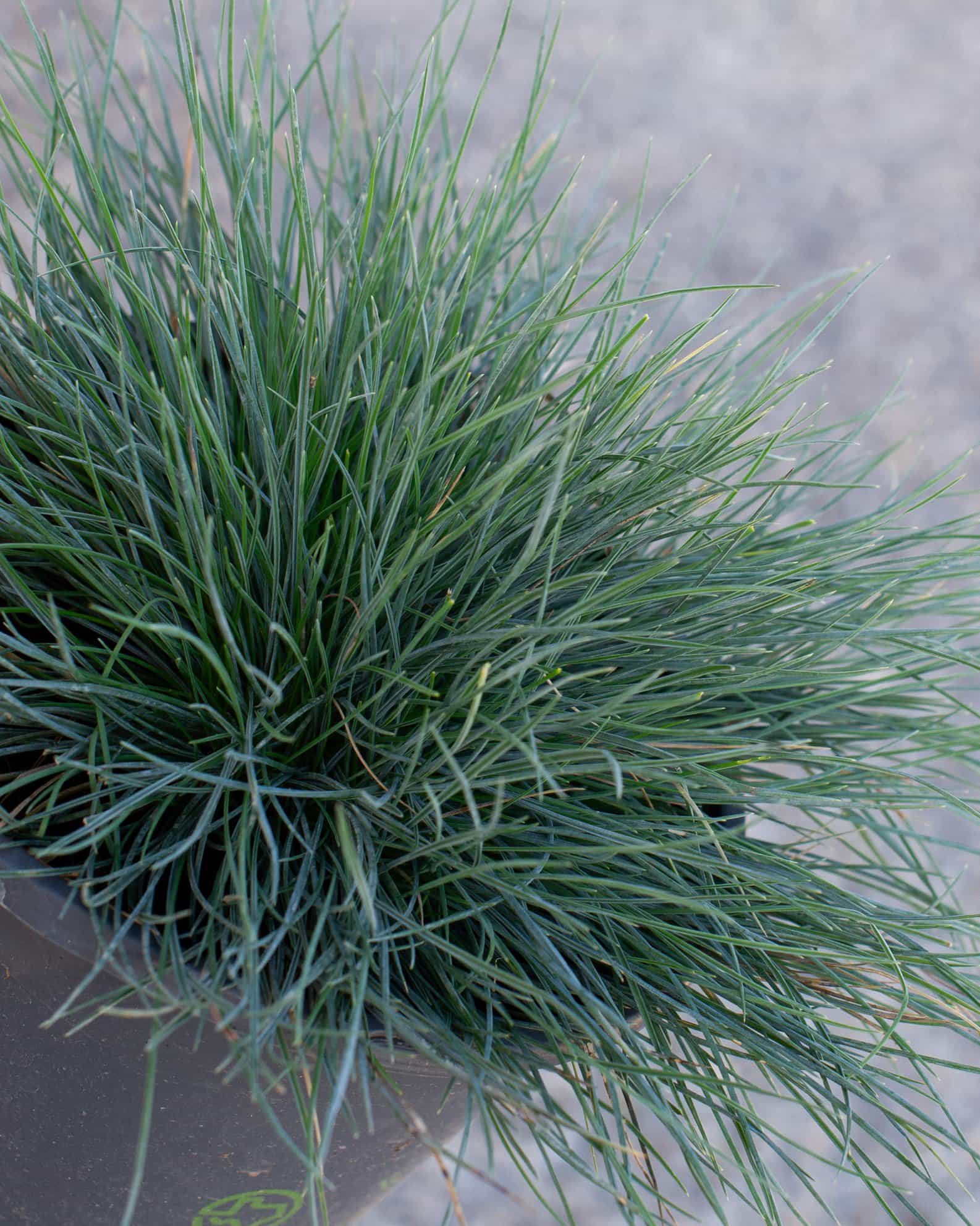 Cool as Ice Blue Fescue - view 4