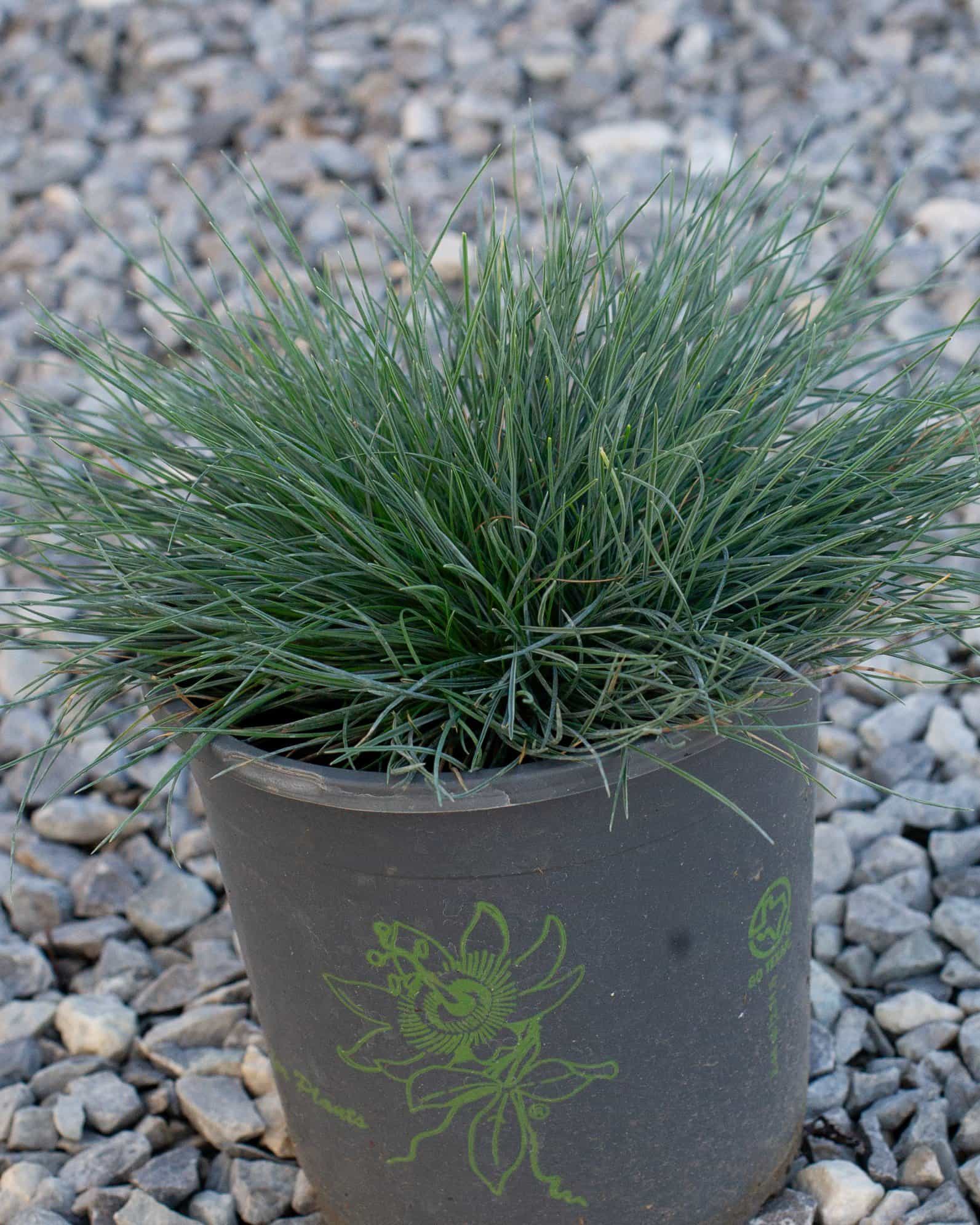 Cool as Ice Blue Fescue - view 5