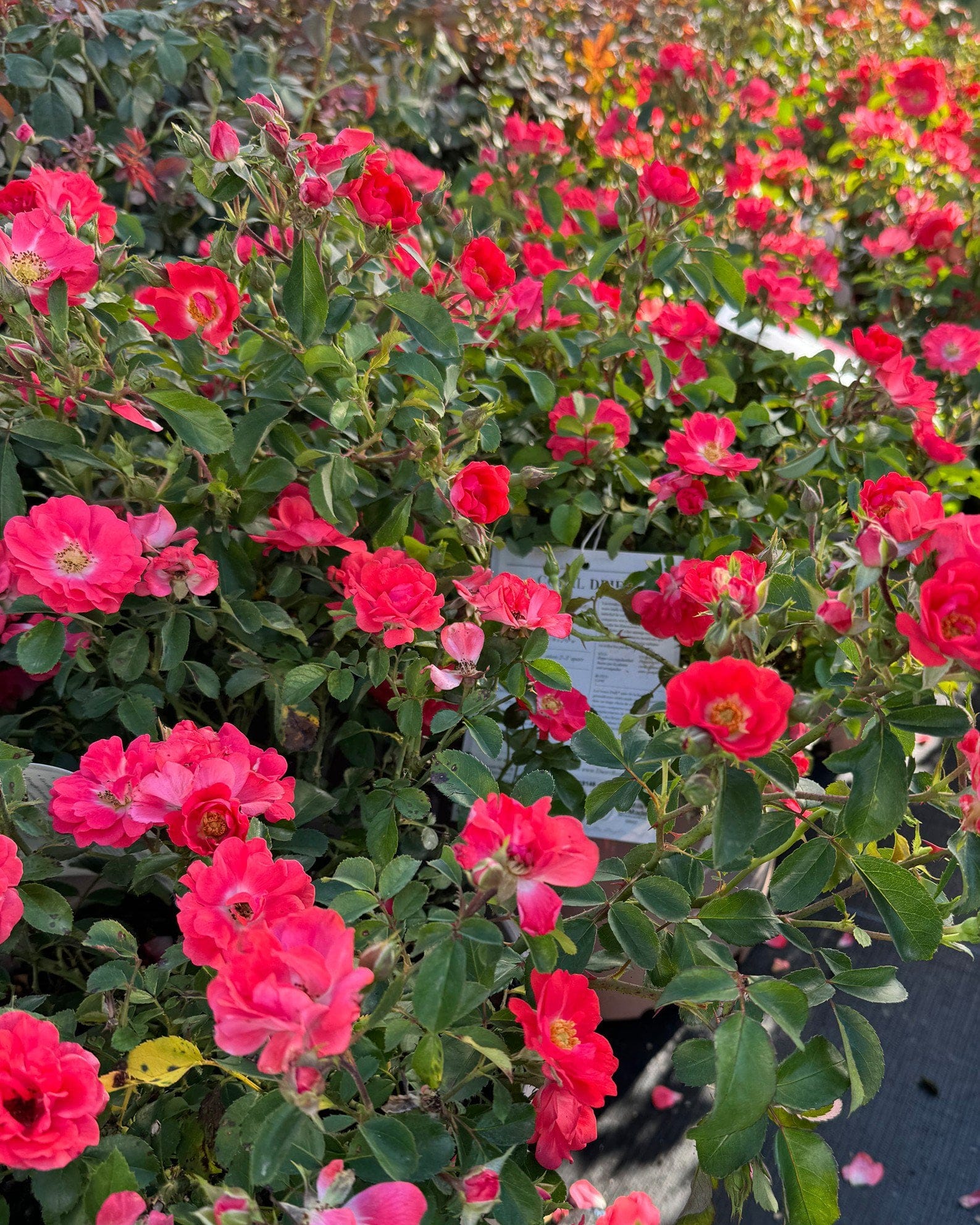 Coral Drift Rose - view 2