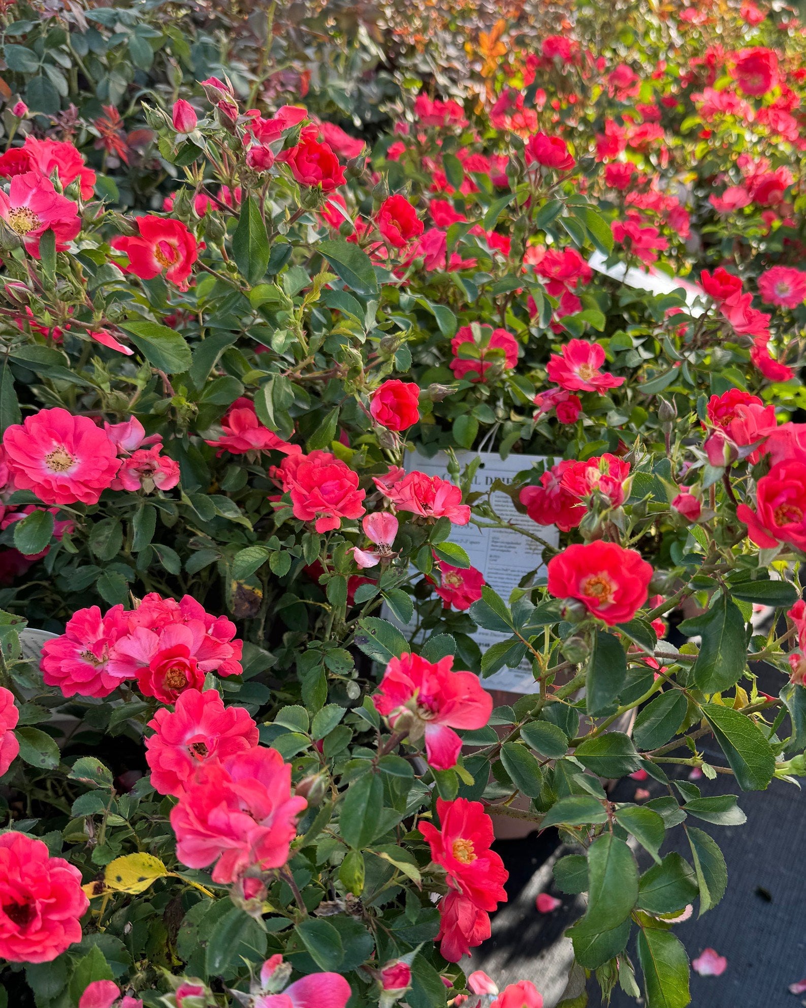 Coral Drift Rose - Image 1