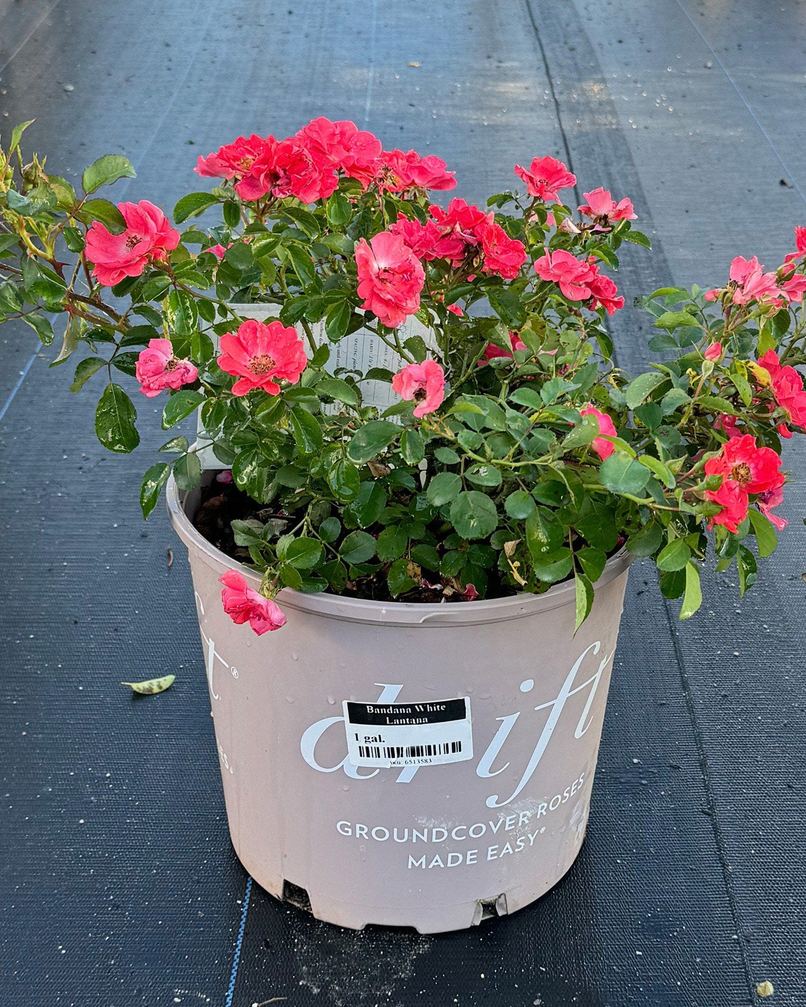 Coral Drift Rose - view 3