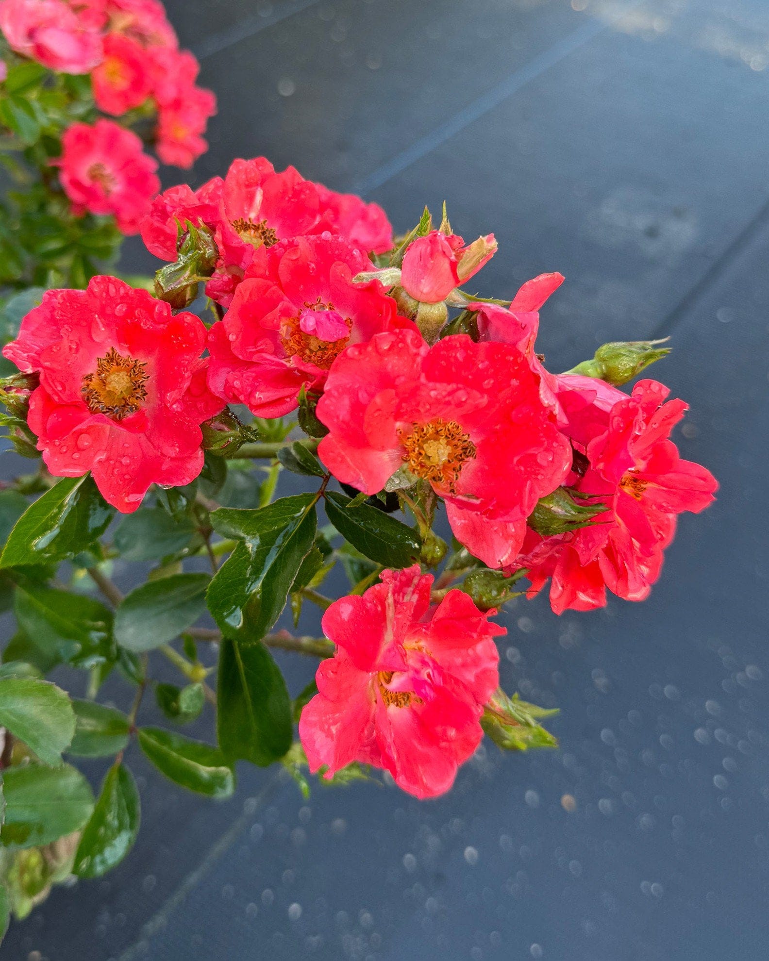 Coral Drift Rose - view 4