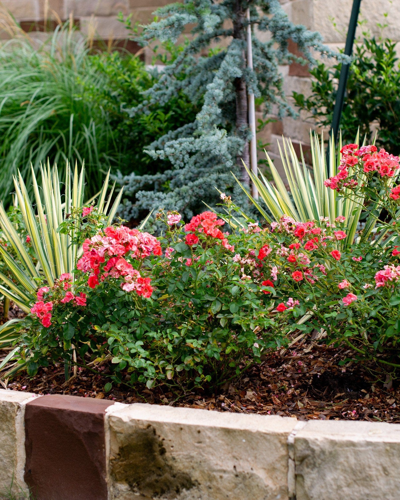 Coral Drift Rose - view 5