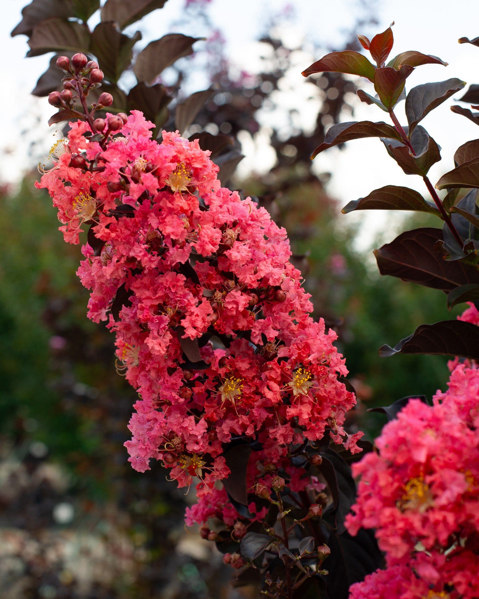 Coral Boom Crape Myrtle